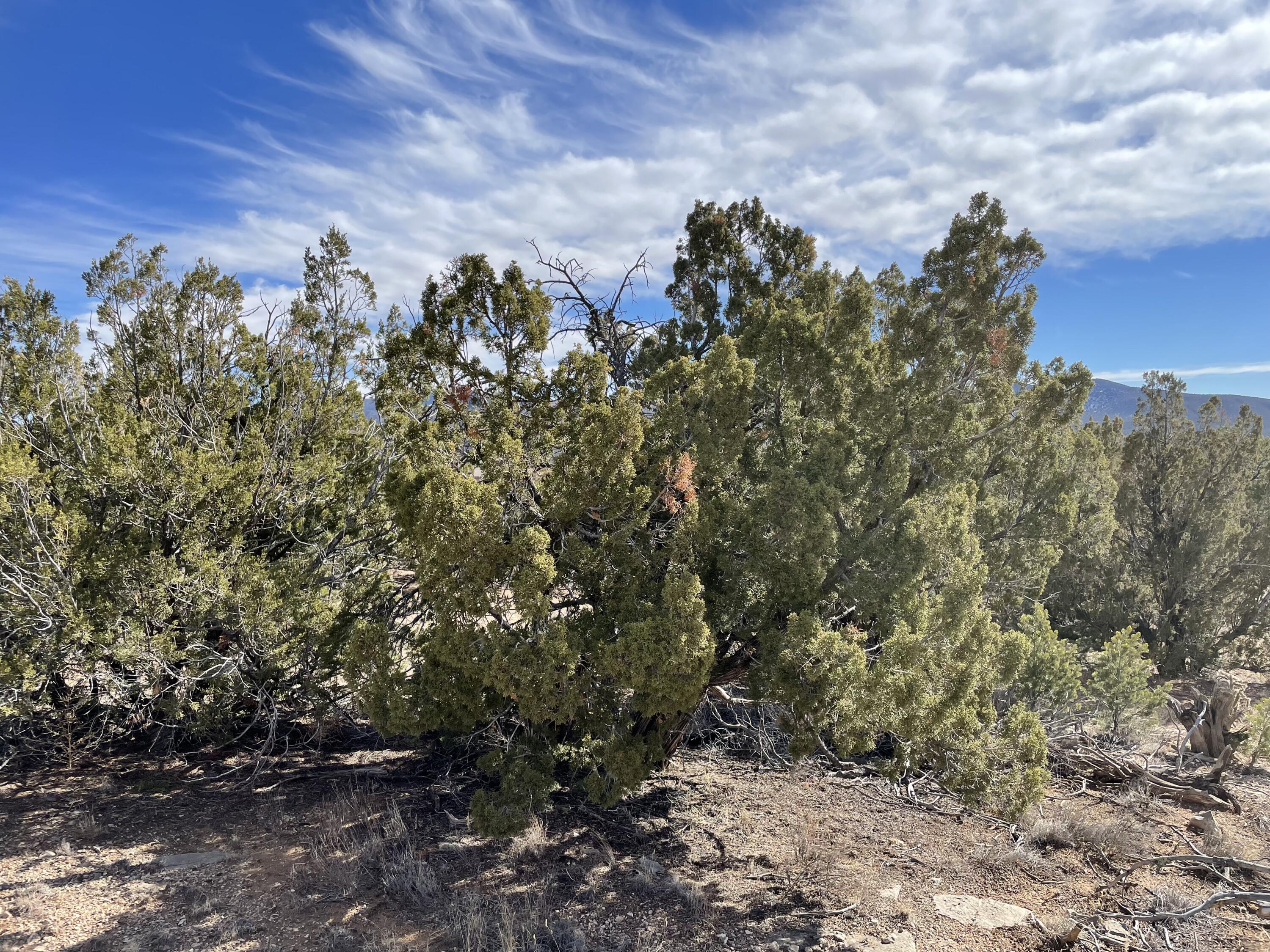 99 Rain Dance Road, Sandia Park, New Mexico image 12