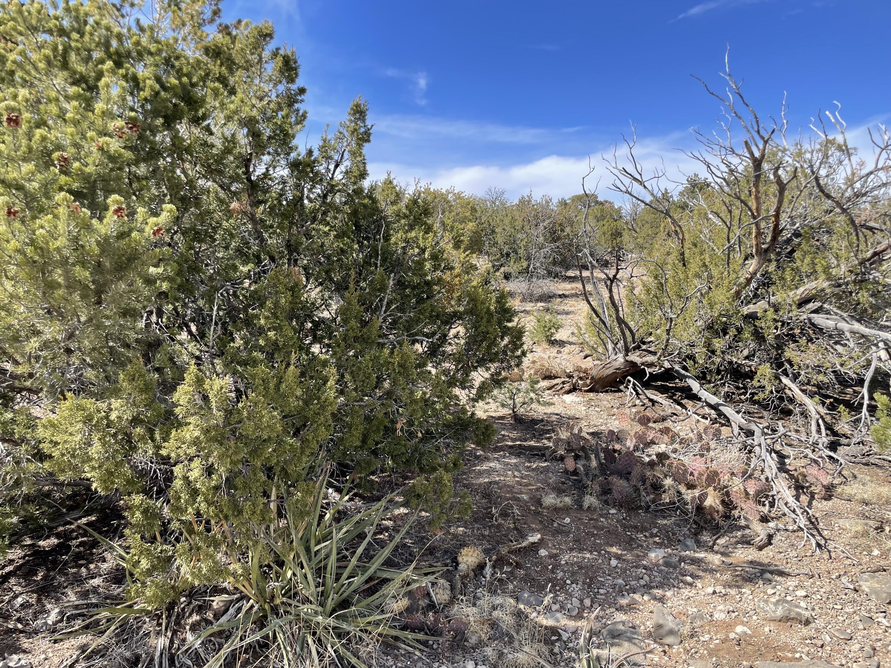 91 Rain Dance Road, Sandia Park, New Mexico image 12
