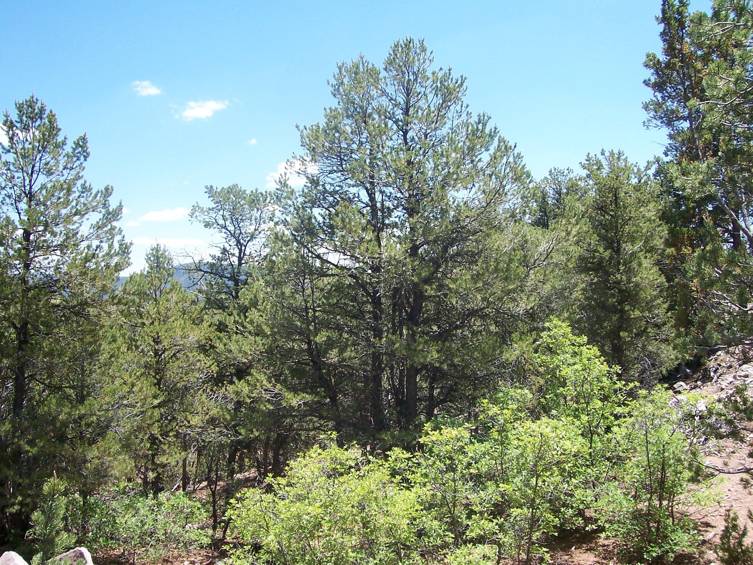 County Rd B-52, Pecos, New Mexico image 5