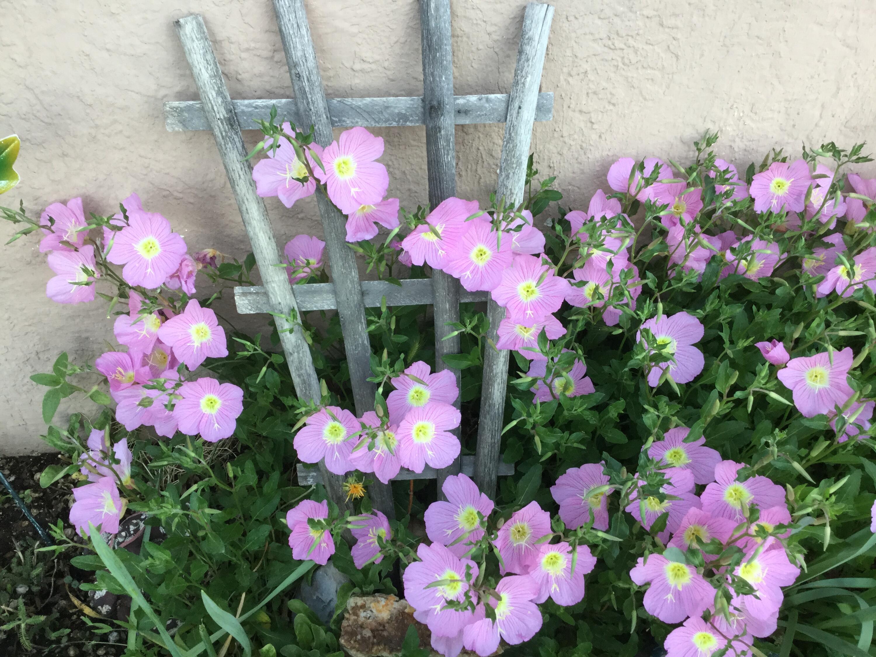 1523 Conchas Street, Albuquerque, New Mexico image 45