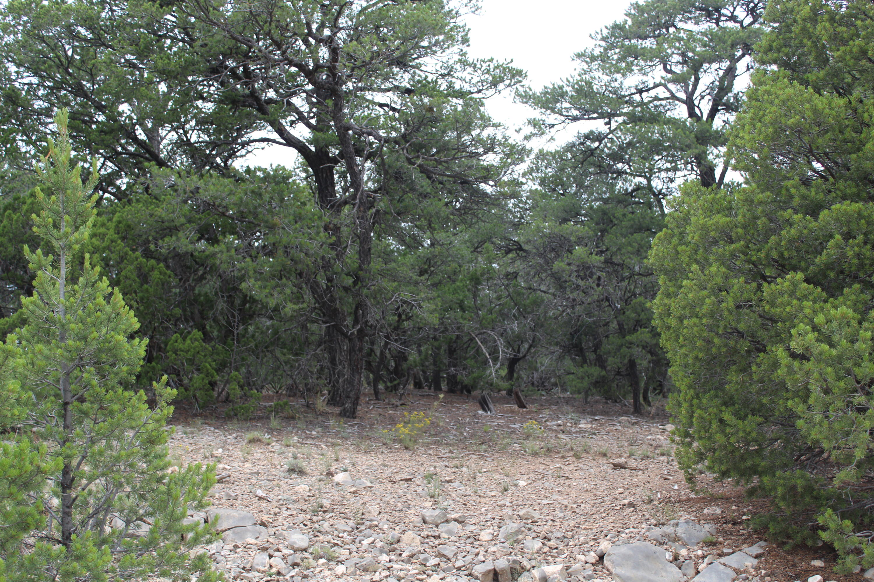 7 MANZANO Loop