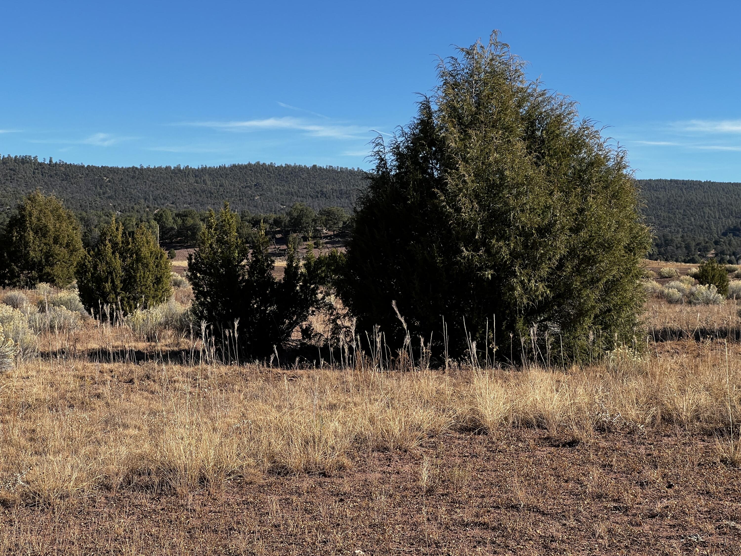 Box S Ranch Lots 5a And 5b, Ramah, New Mexico image 8
