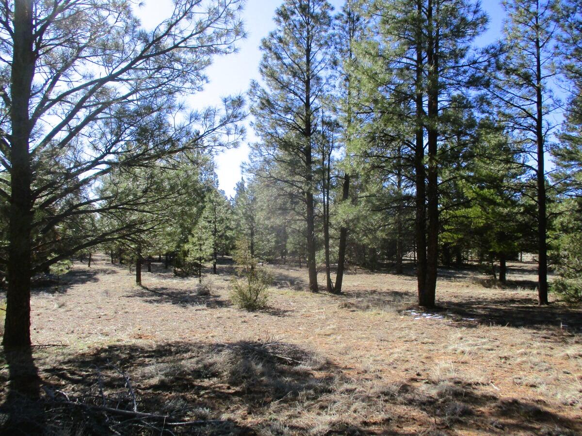 Lot 16 Culebra Drive, Ramah, New Mexico image 20