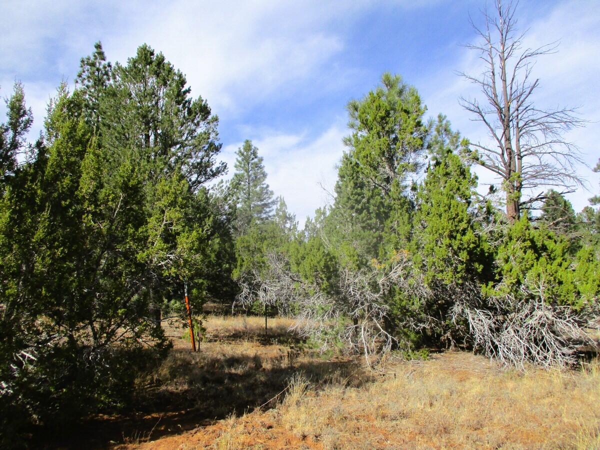 Lot 13 Culebra Drive, Ramah, New Mexico image 12