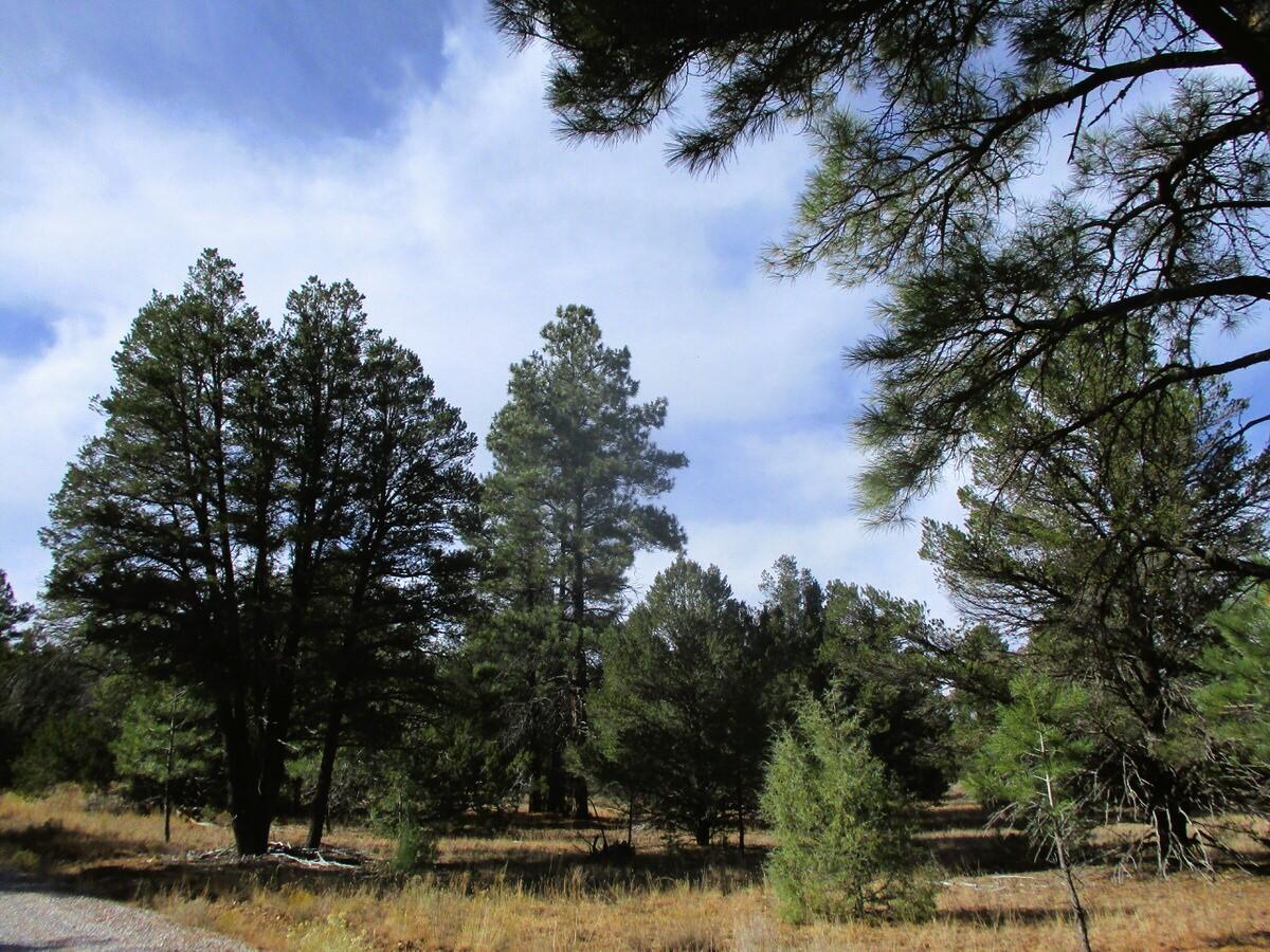 Lot 13 Culebra Drive, Ramah, New Mexico image 11