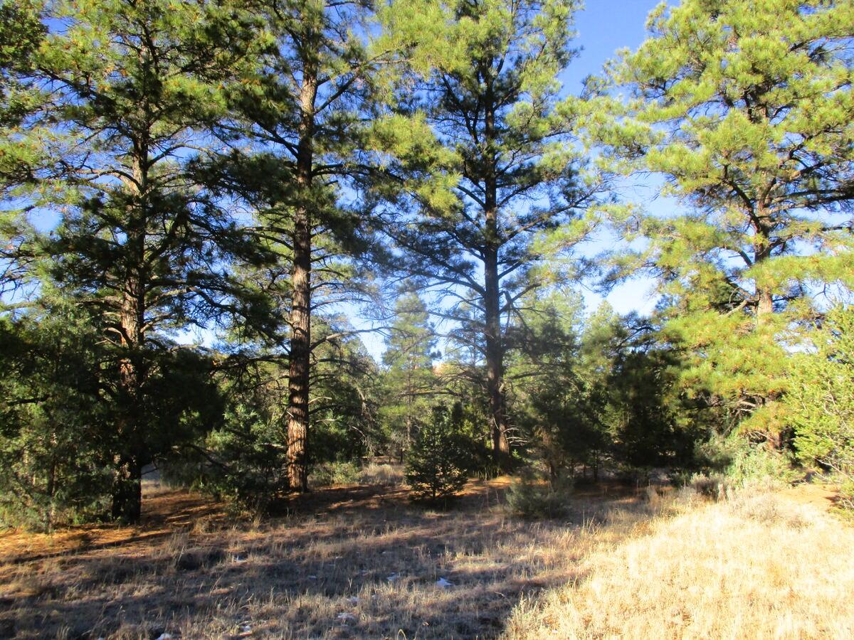 Lot 13 Culebra Drive, Ramah, New Mexico image 34