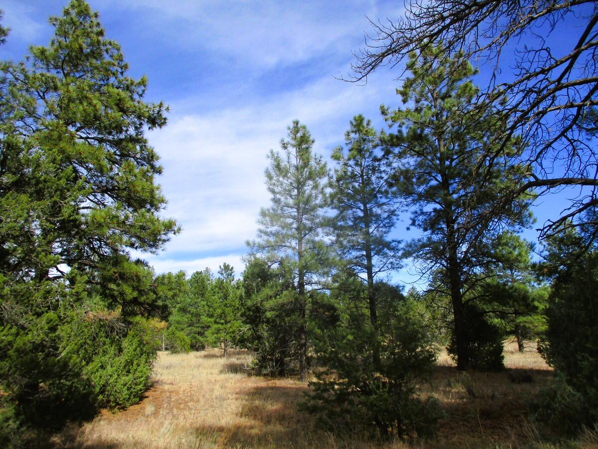 Lot 13 Culebra Drive, Ramah, New Mexico image 18