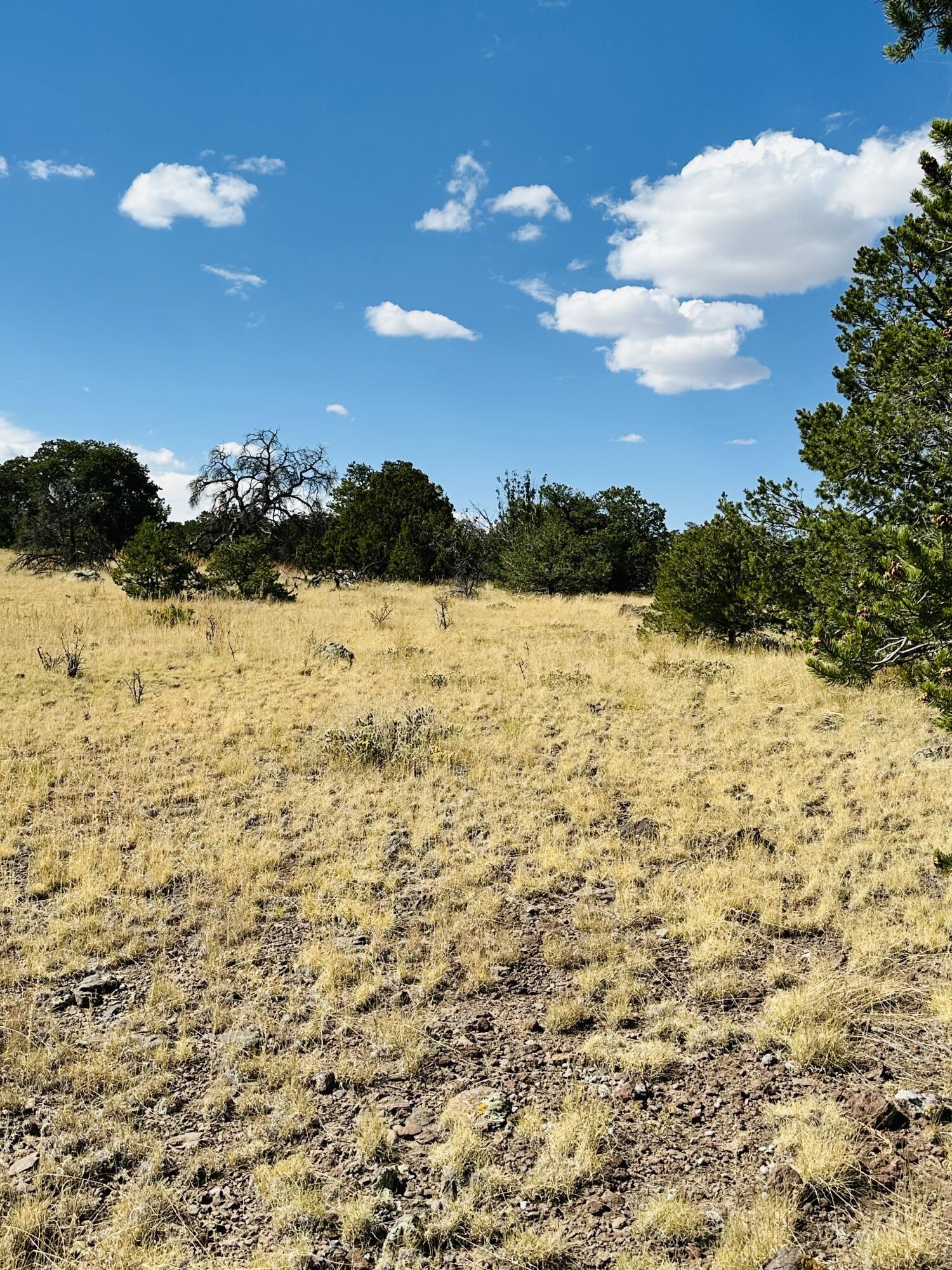 XX Powerline Road, Quemado, New Mexico image 2