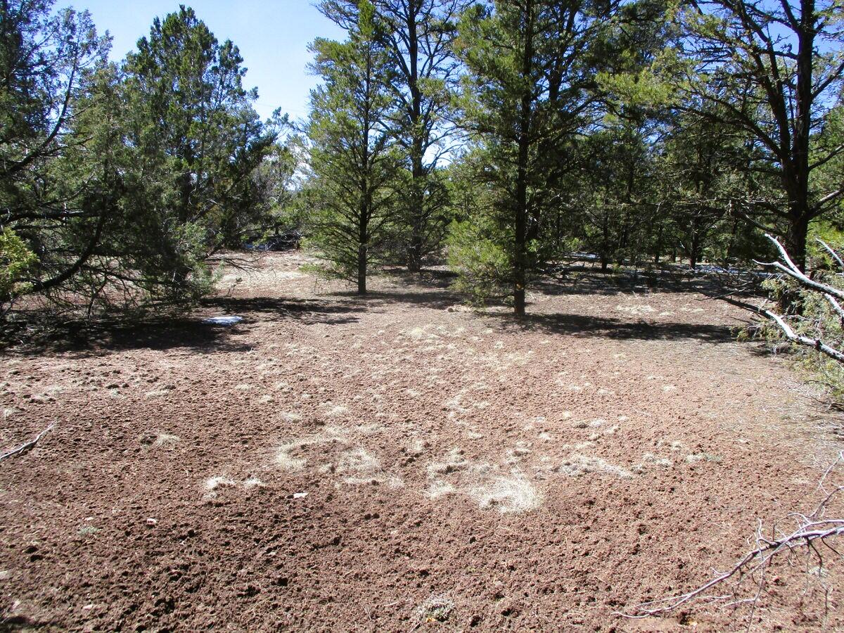 Lot 5 Copperweed Road, Ramah, New Mexico image 2