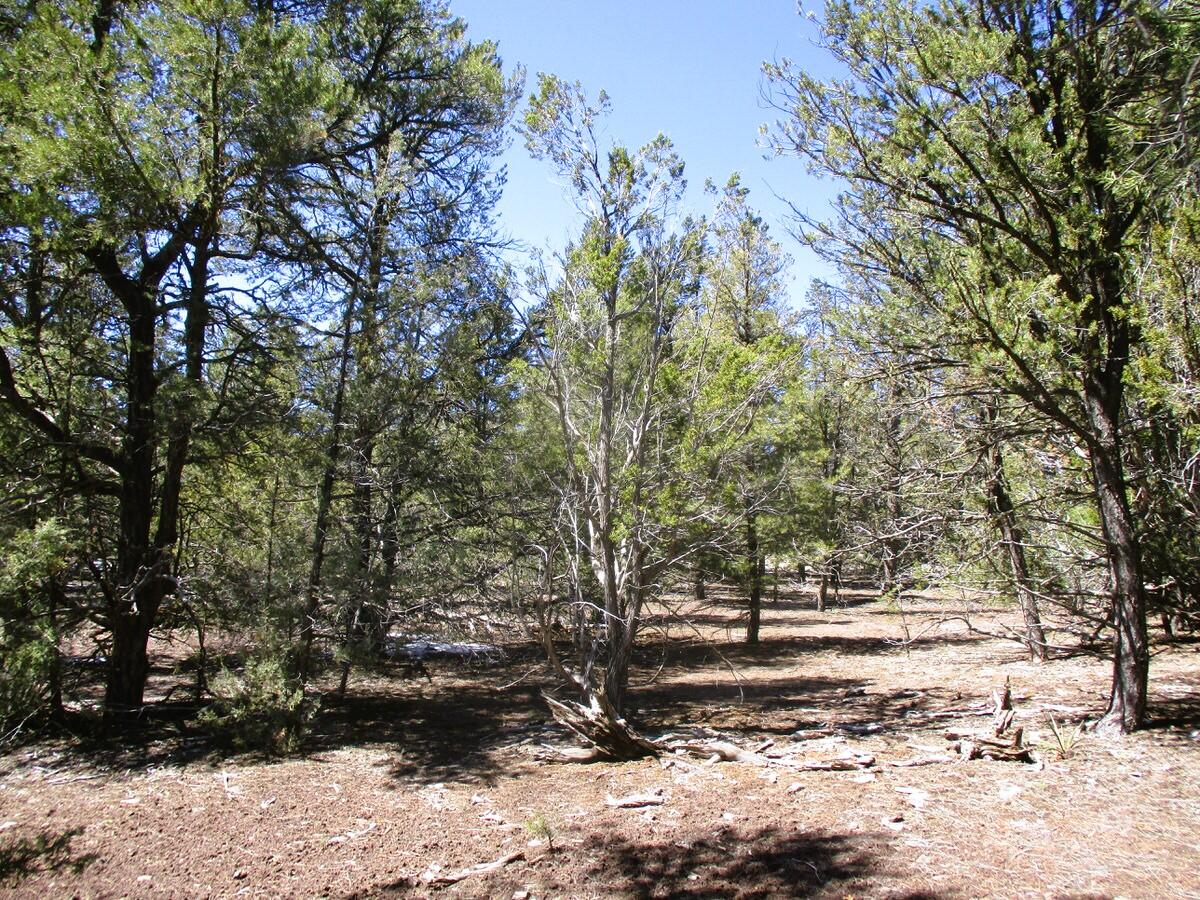 Lot 5 Copperweed Road, Ramah, New Mexico image 38