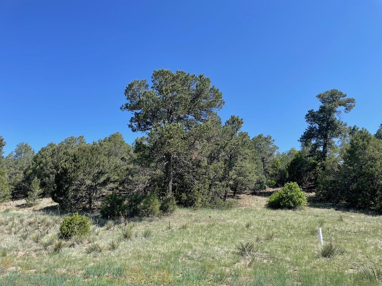 5 Yucca Flats Road, Tijeras, New Mexico image 8