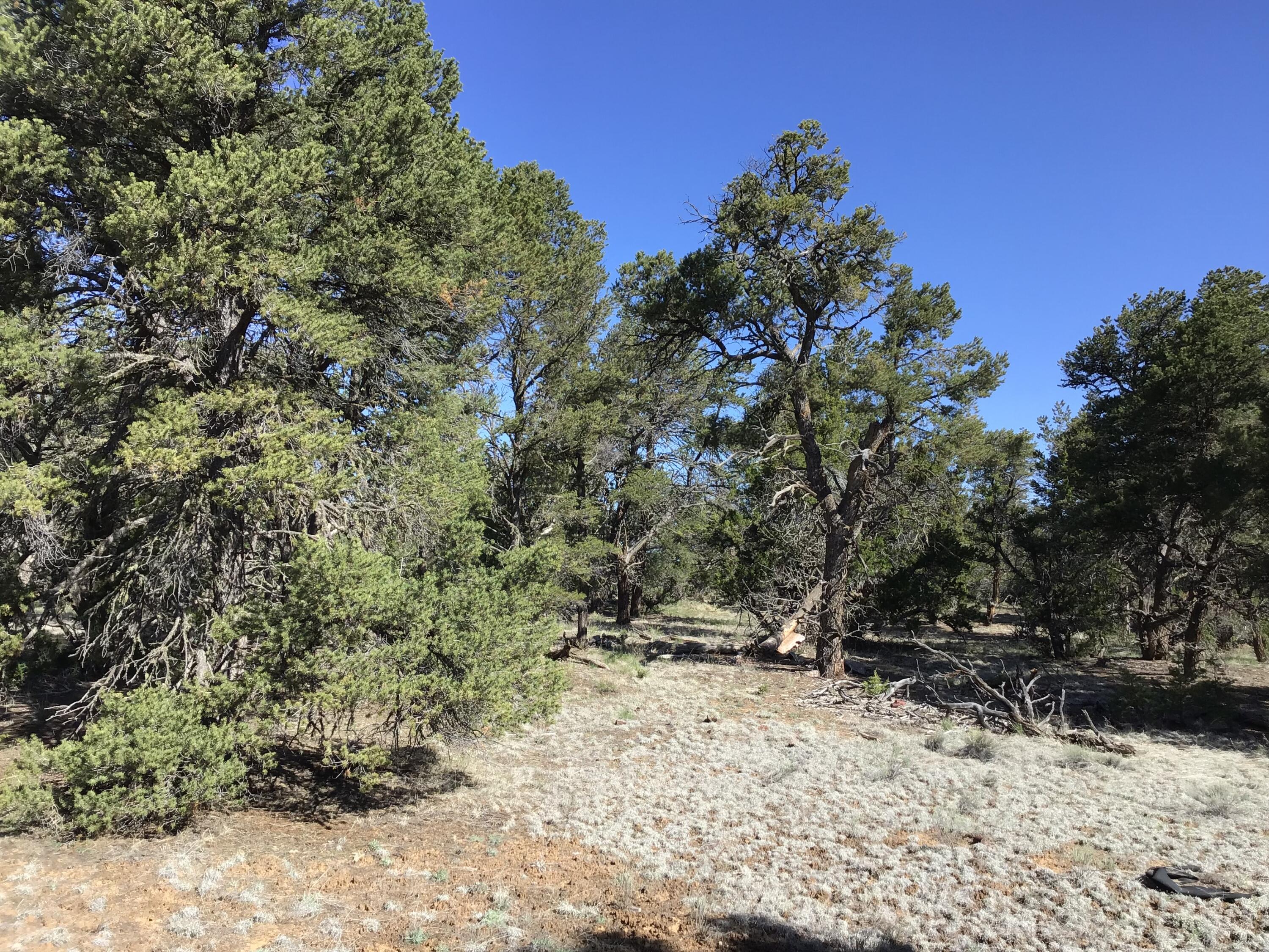 Lot 7 Red Fox Road, Ramah, New Mexico image 7