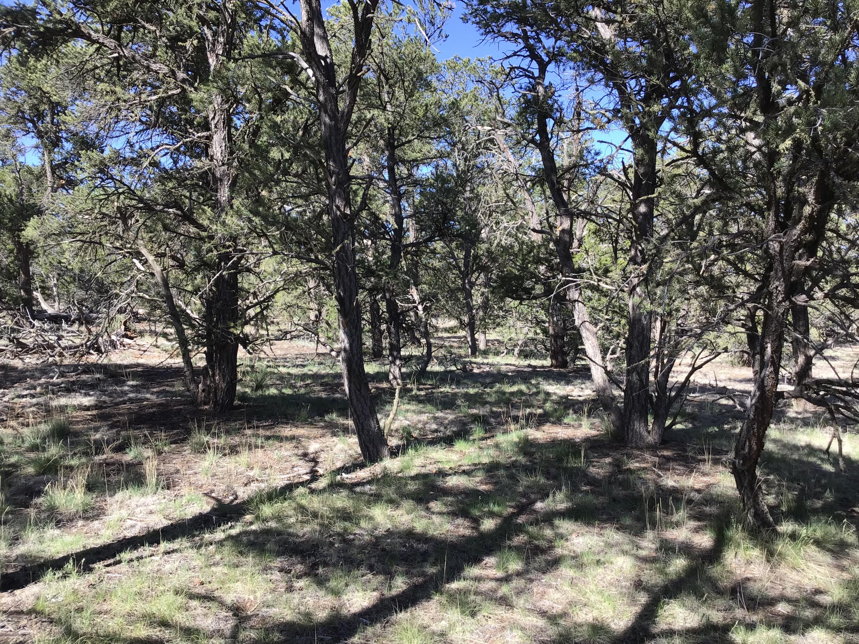 Lot 7 Red Fox Road, Ramah, New Mexico image 12