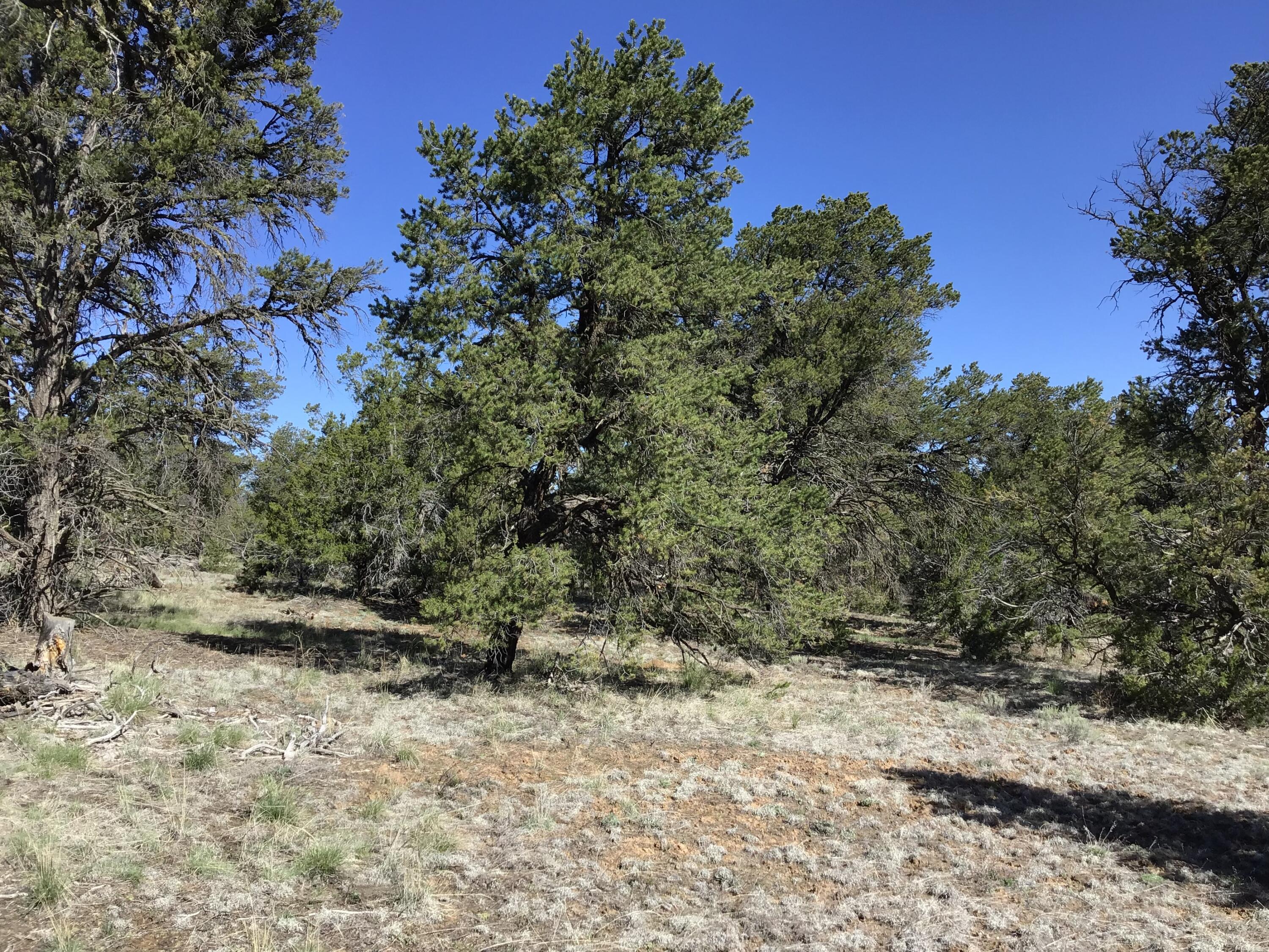 Lot 7 Red Fox Road, Ramah, New Mexico image 32