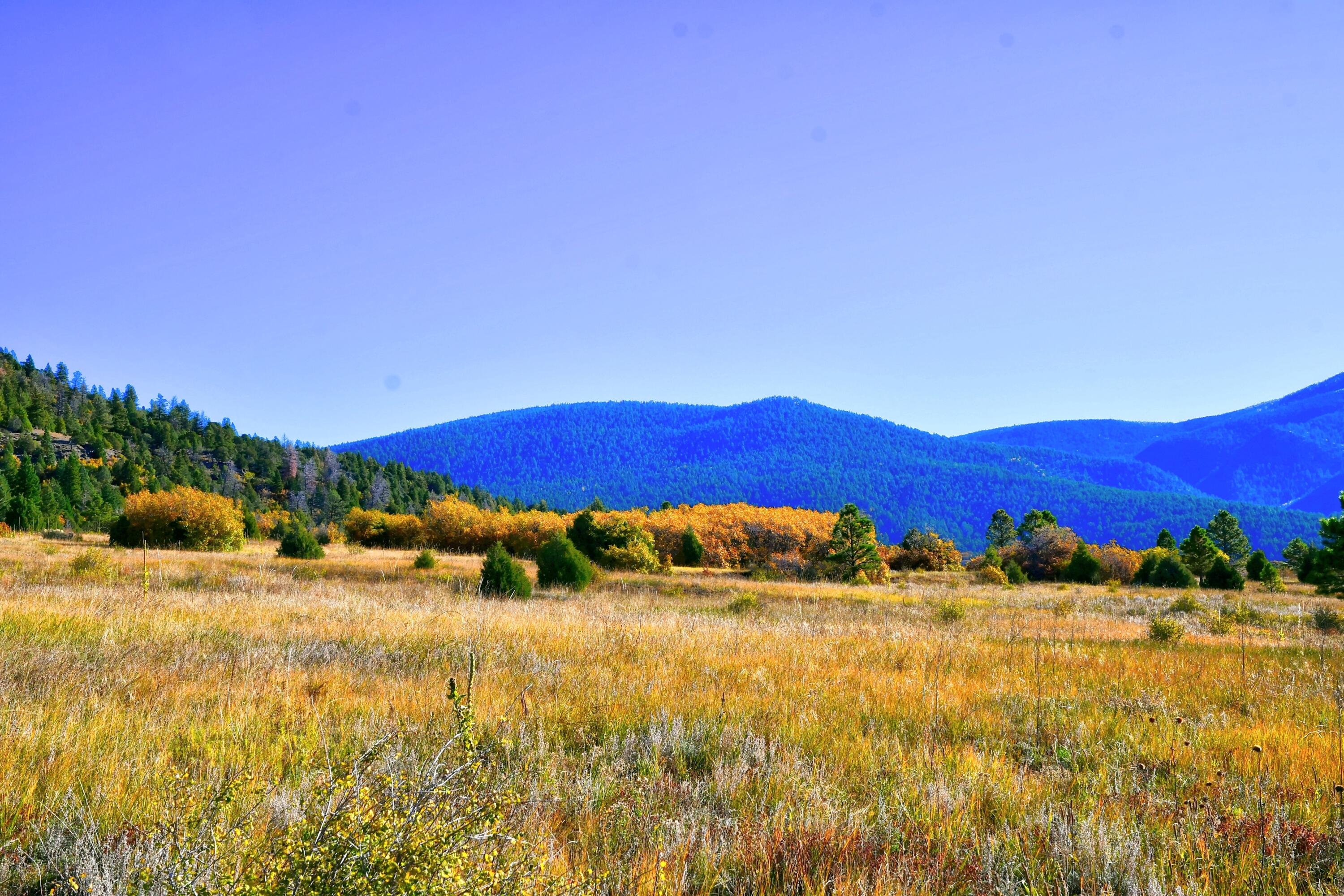 Chacon; Creek B008, Mora, New Mexico image 9