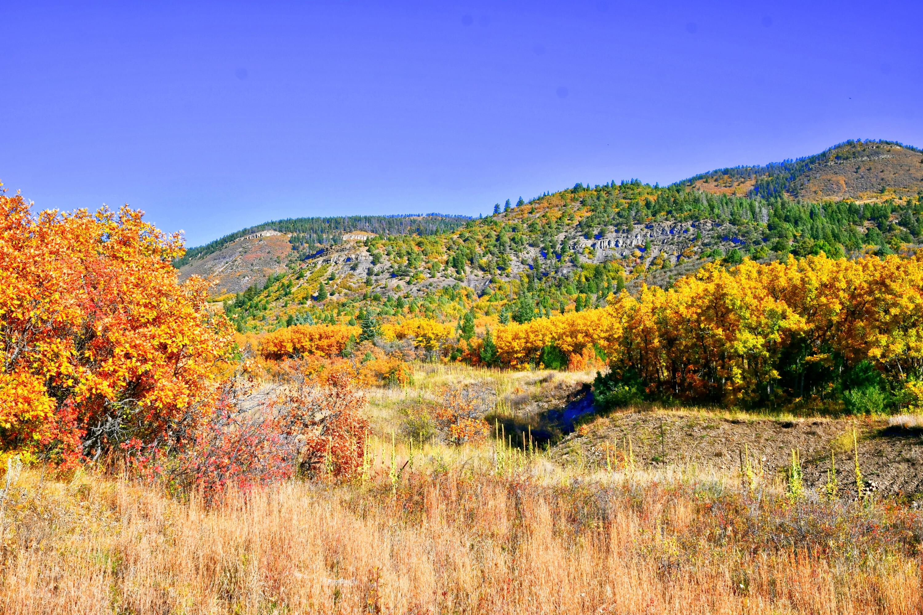 Chacon; Creek B008, Mora, New Mexico image 12