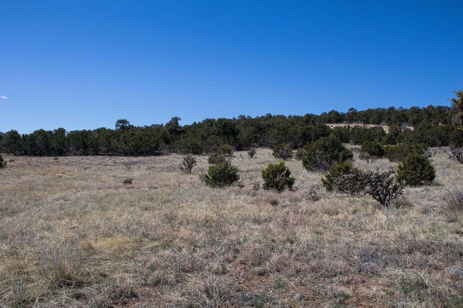 91 Bolivar, Tijeras, New Mexico image 13