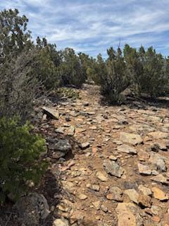 Larrys Lane, Cedar Crest, New Mexico image 14