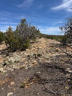 Larrys Lane, Cedar Crest, New Mexico image 8