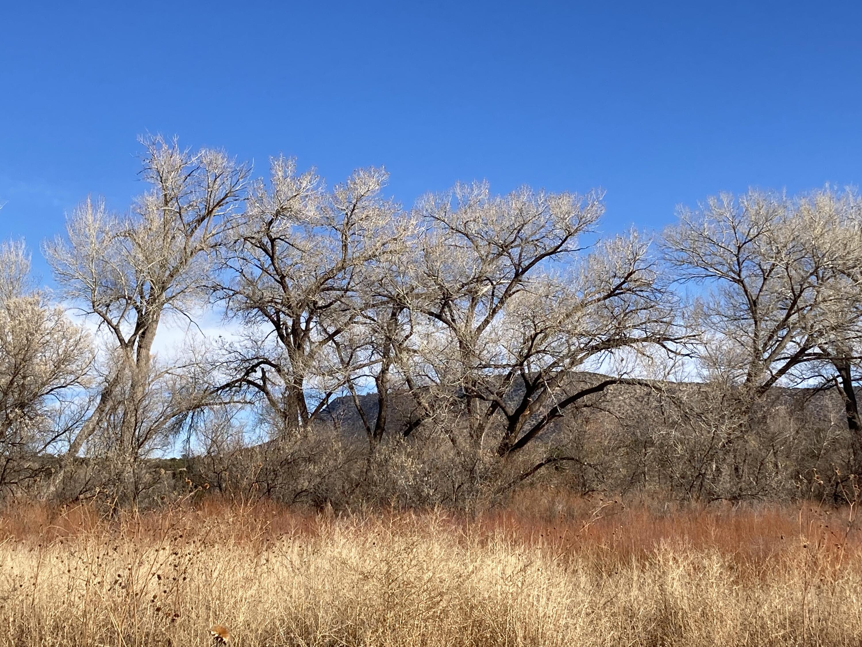 317 Nm-3, Ribera, New Mexico image 15