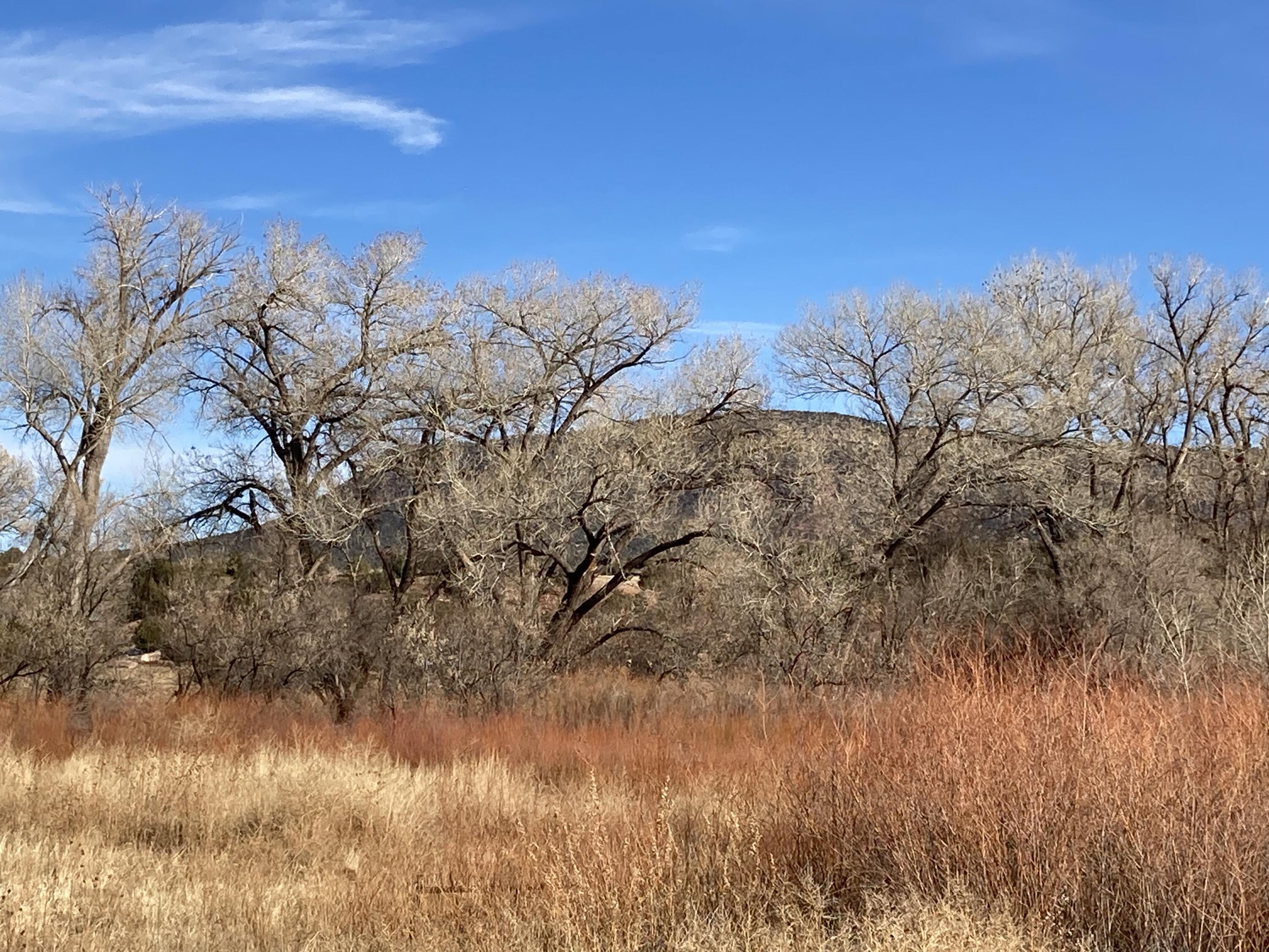 317 Nm-3, Ribera, New Mexico image 43