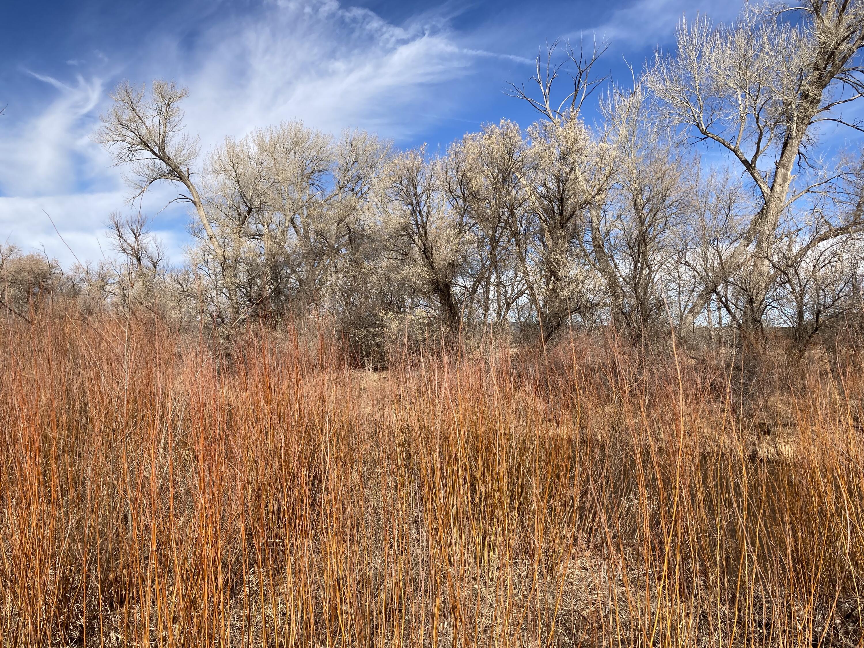 317 Nm-3, Ribera, New Mexico image 22