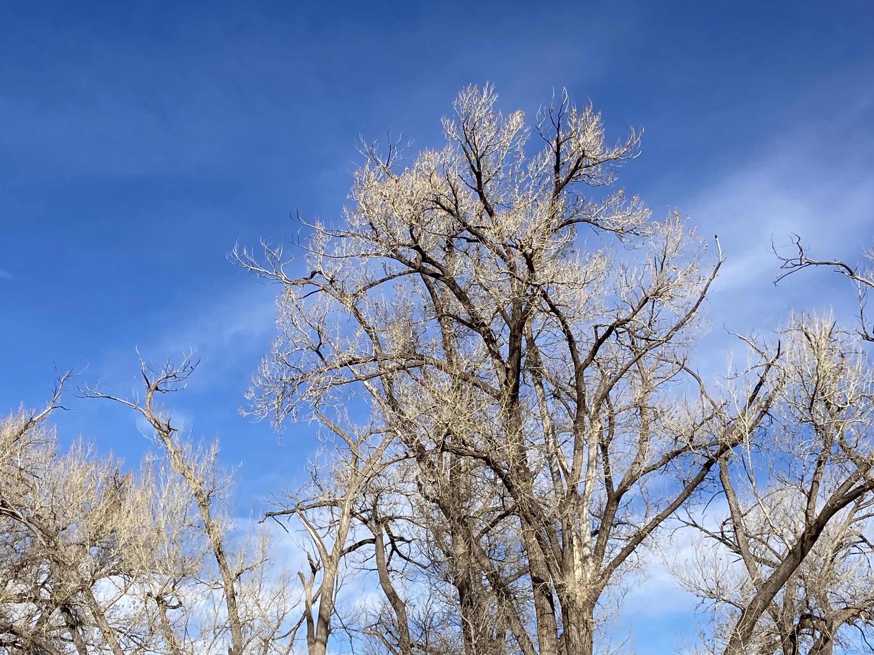 317 Nm-3, Ribera, New Mexico image 39