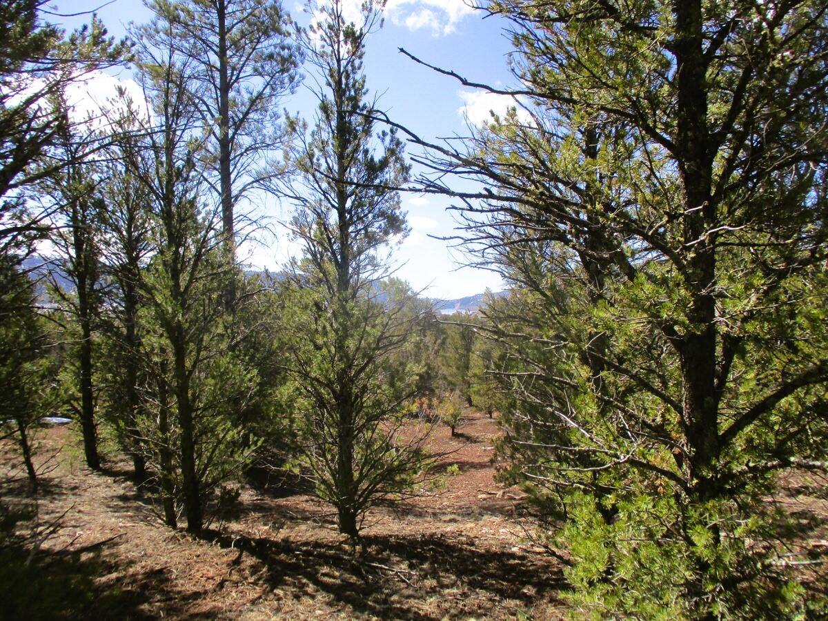 Lot 23 Copperweed Road, Ramah, New Mexico image 32