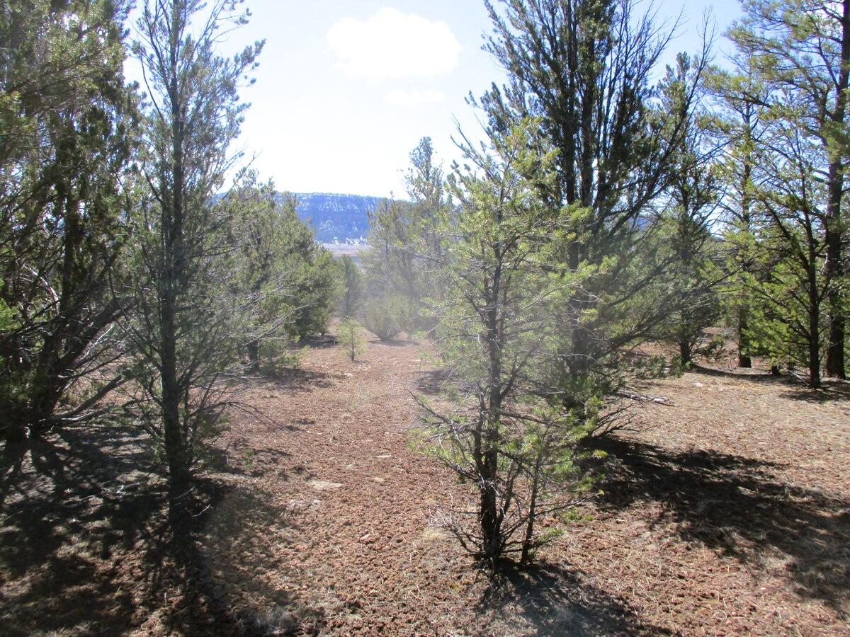 Lot 23 Copperweed Road, Ramah, New Mexico image 31