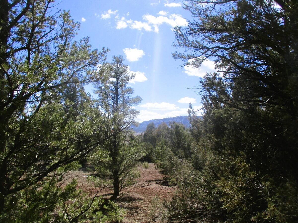 Lot 23 Copperweed Road, Ramah, New Mexico image 38