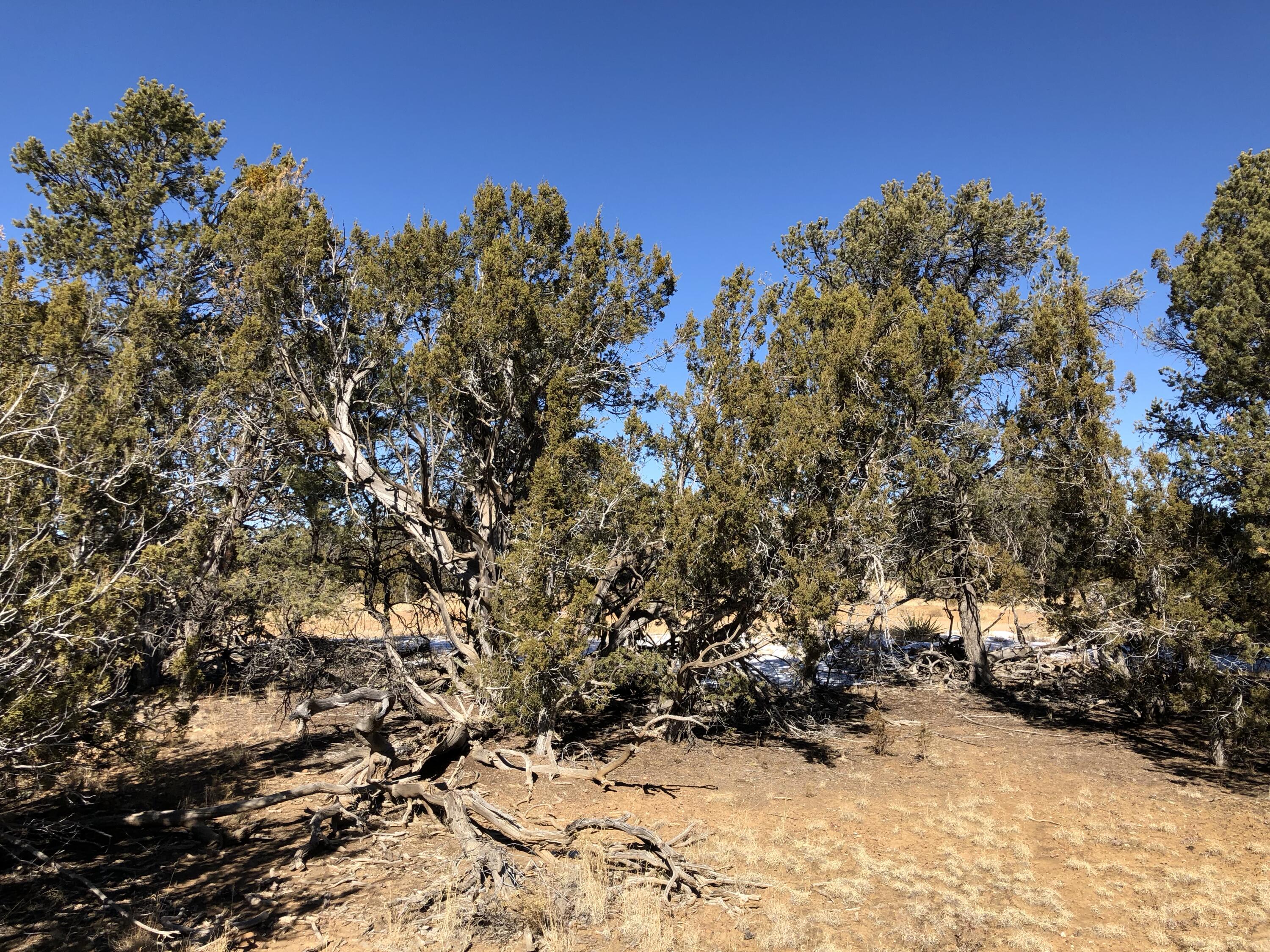 Lot 27 Country Lane, Ramah, New Mexico image 12