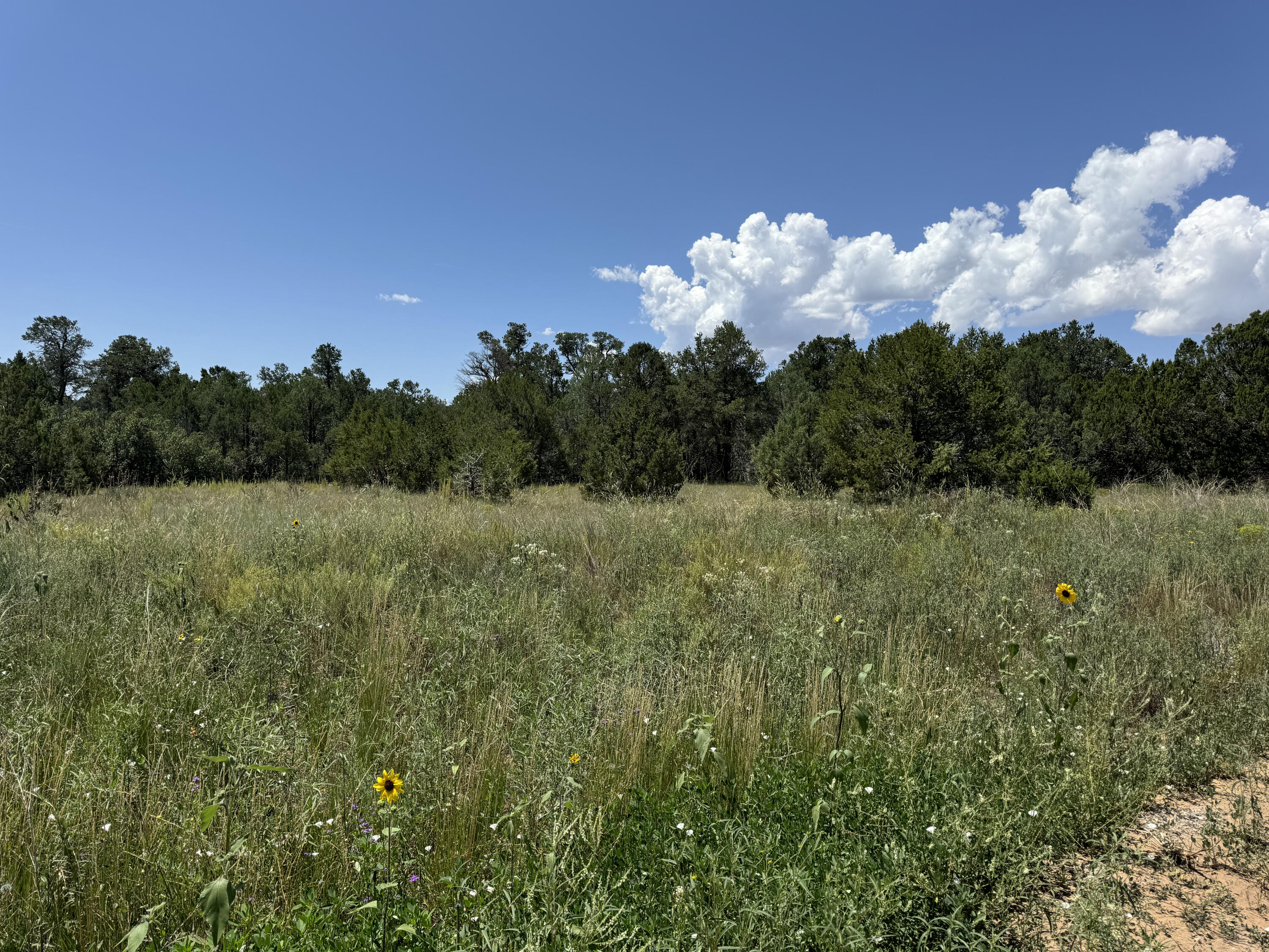 17 Camino Largo Road, Tijeras, New Mexico image 13