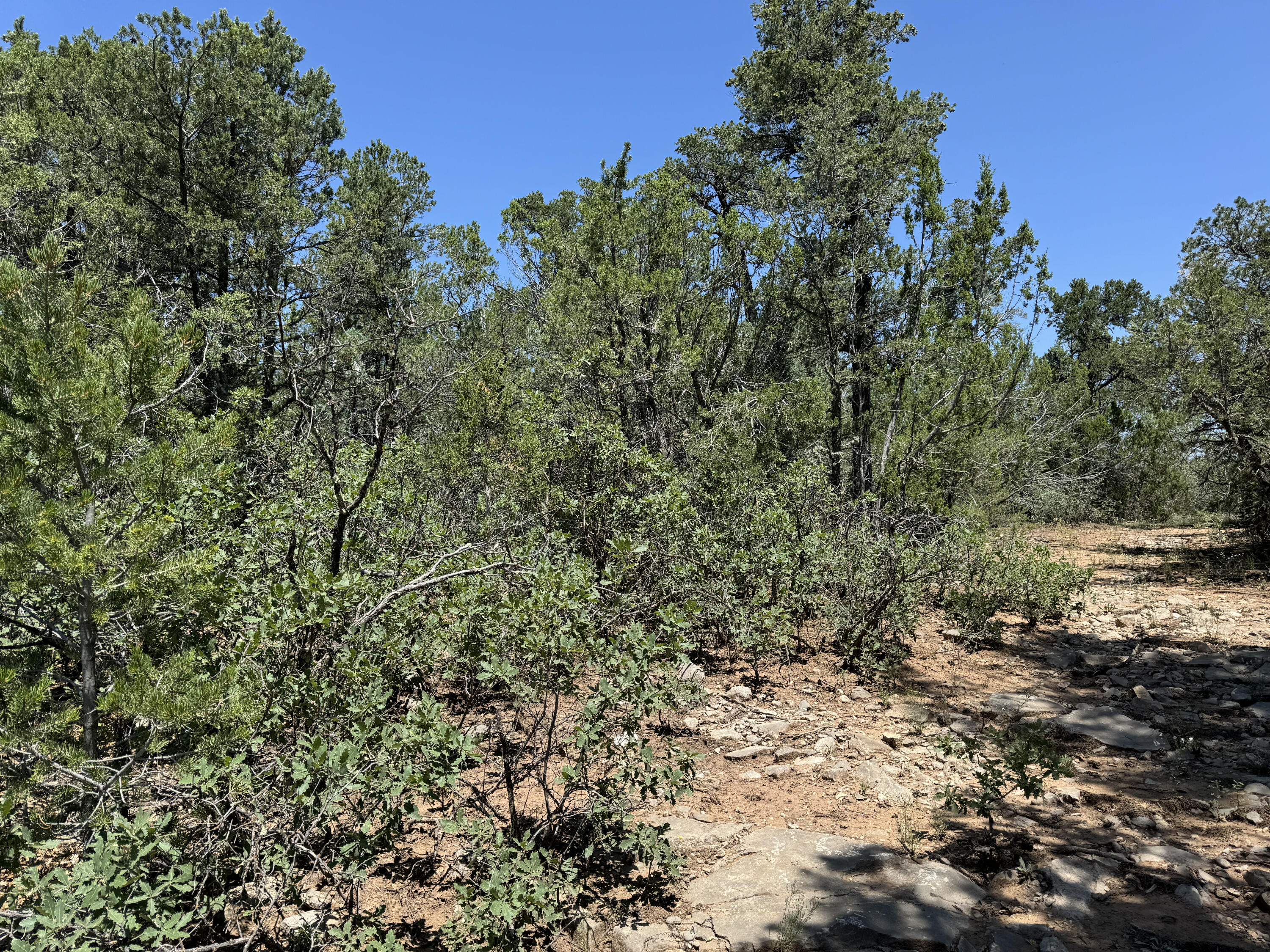 17 Camino Largo Road, Tijeras, New Mexico image 2