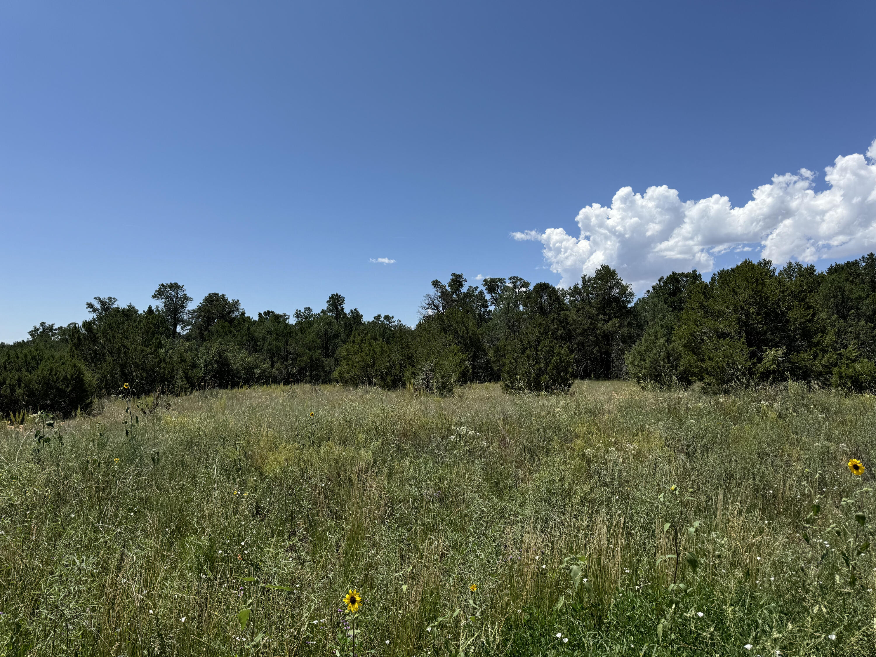 17 Camino Largo Road, Tijeras, New Mexico image 15