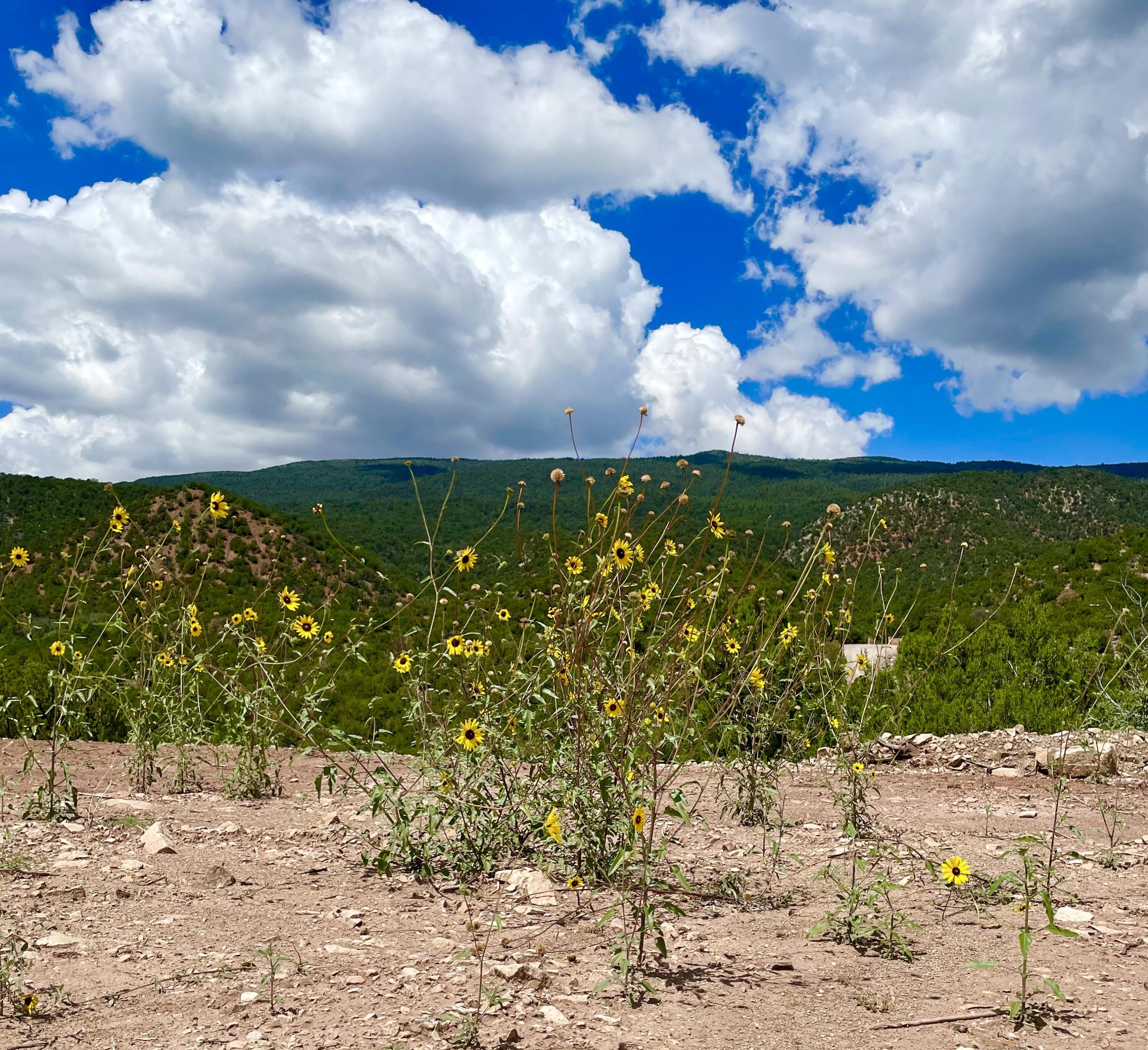 13 Vista Grande Dr, Cedar Crest, New Mexico image 1