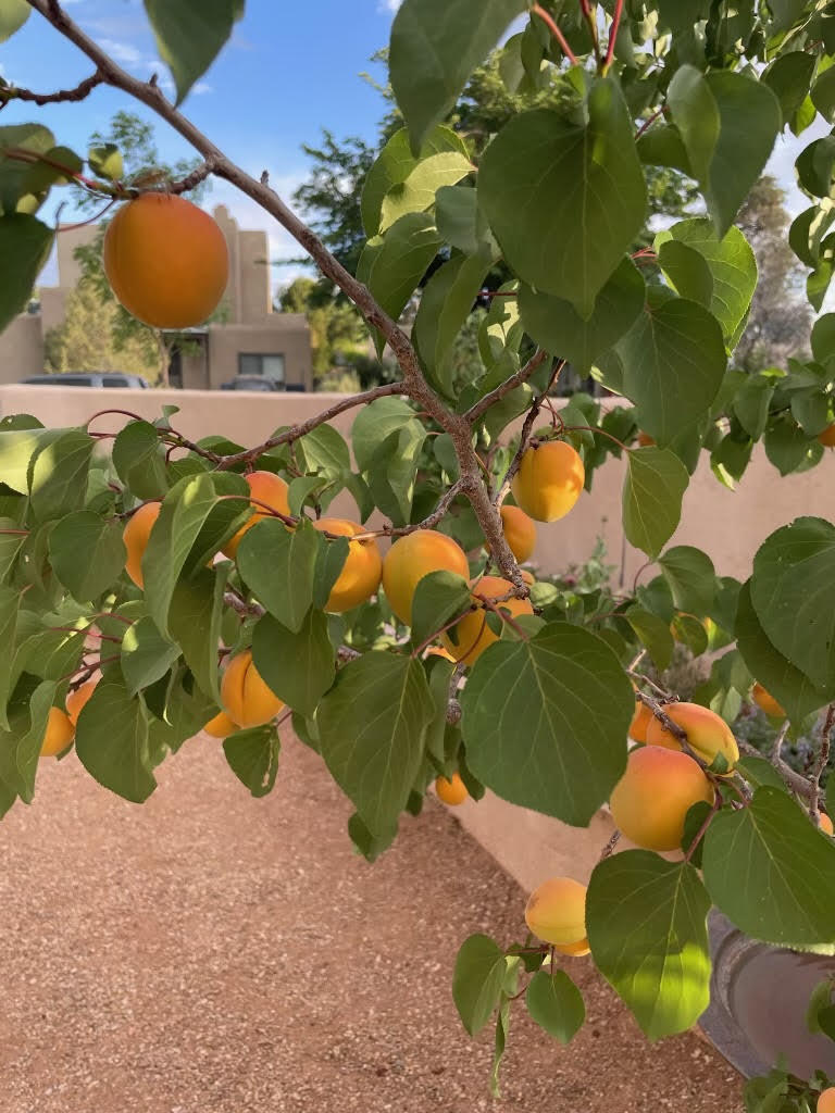 1000 Richmond Drive, Albuquerque, New Mexico image 35