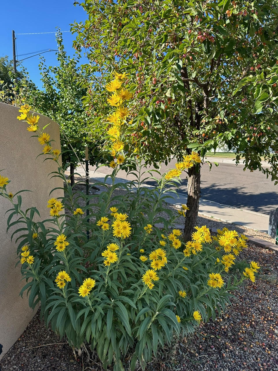 1000 Richmond Drive, Albuquerque, New Mexico image 37