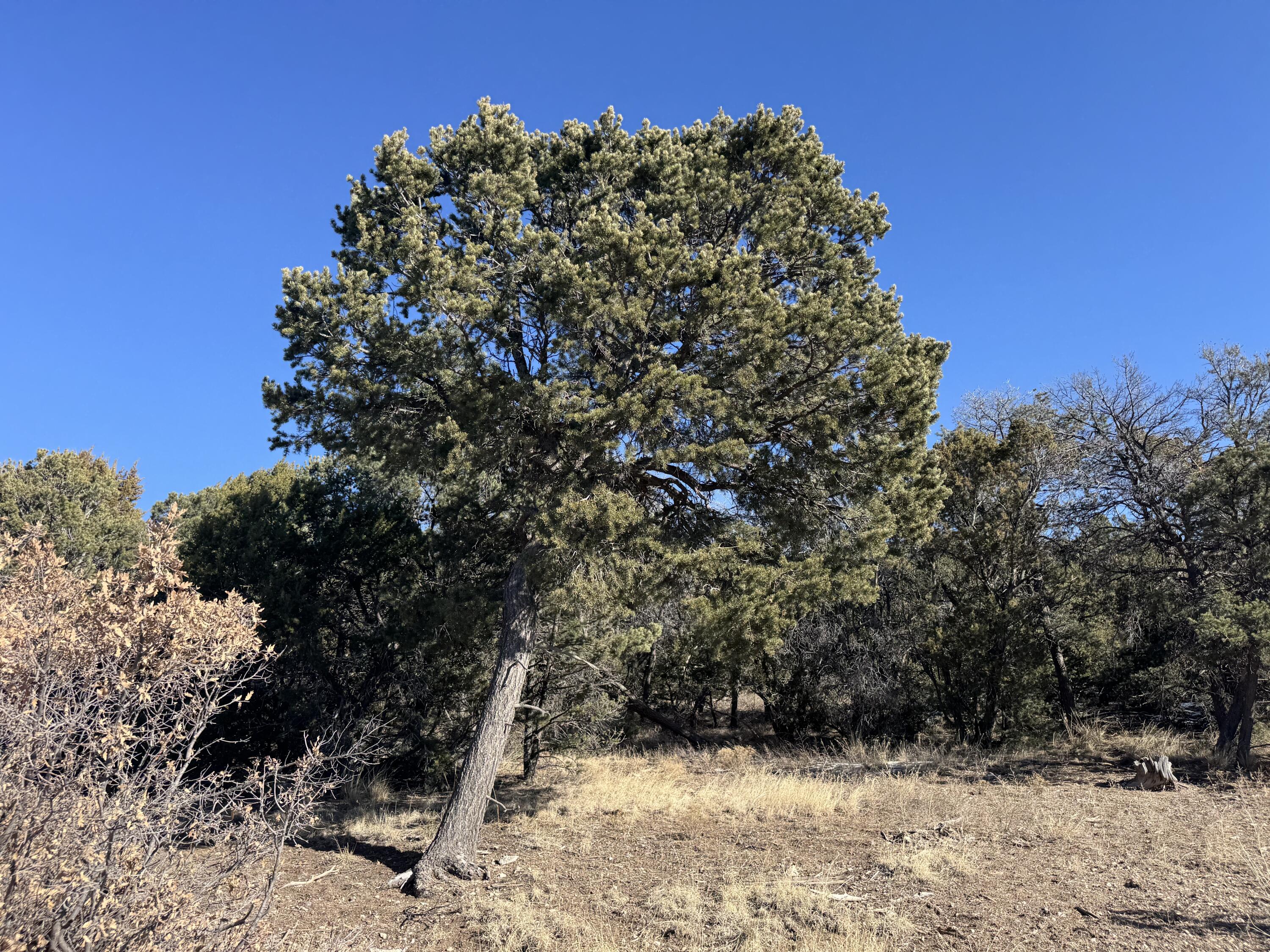 58 Bolivar Loop, Tijeras, New Mexico image 5