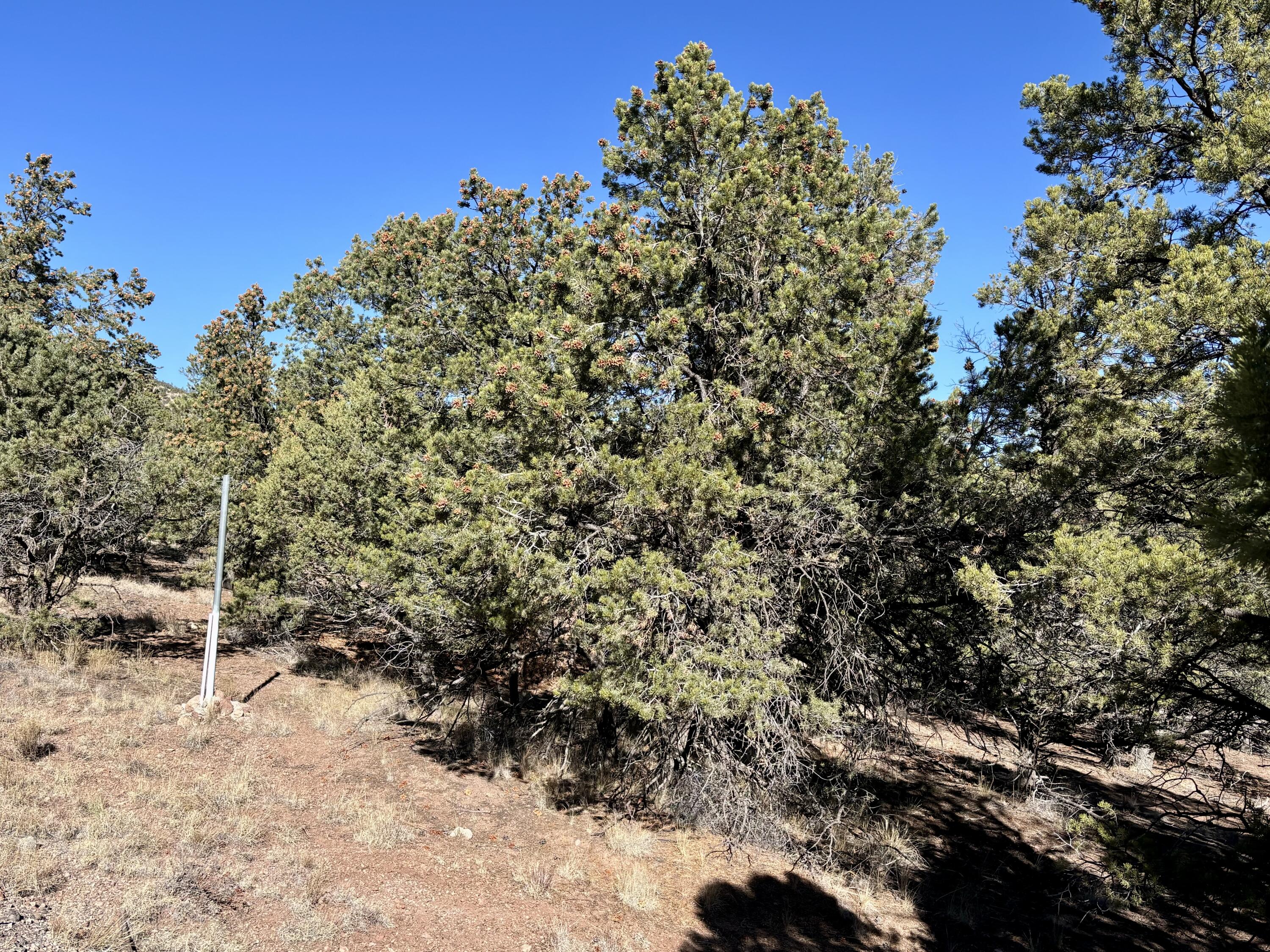 163 Windmill Drive, Datil, New Mexico image 8