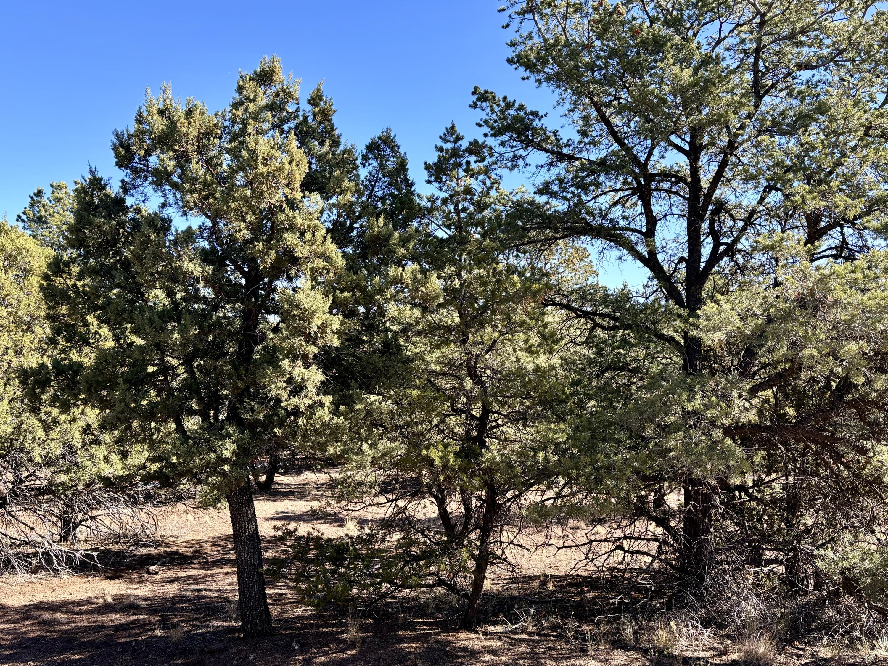 163 Windmill Drive, Datil, New Mexico image 7