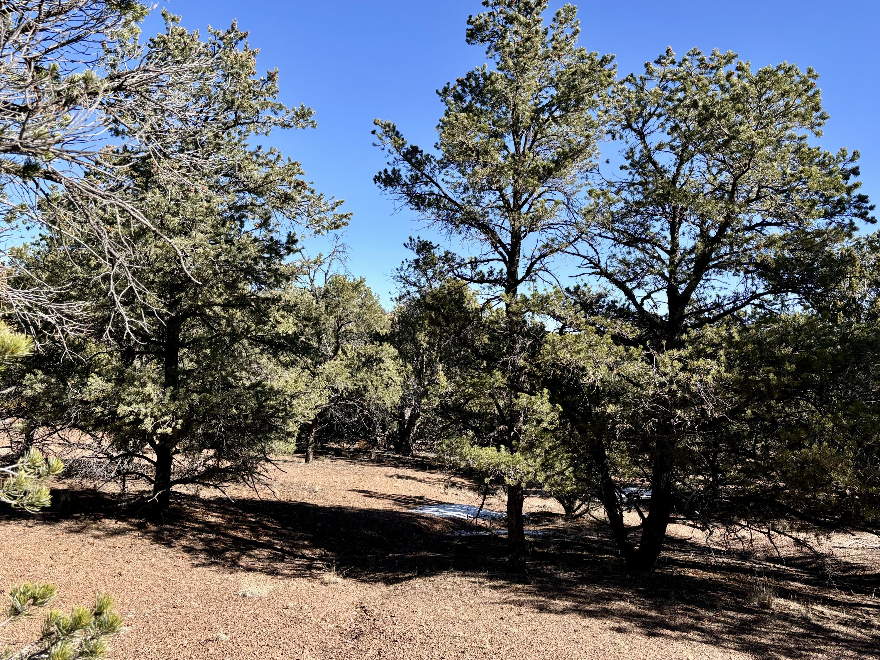 163 Windmill Drive, Datil, New Mexico image 6