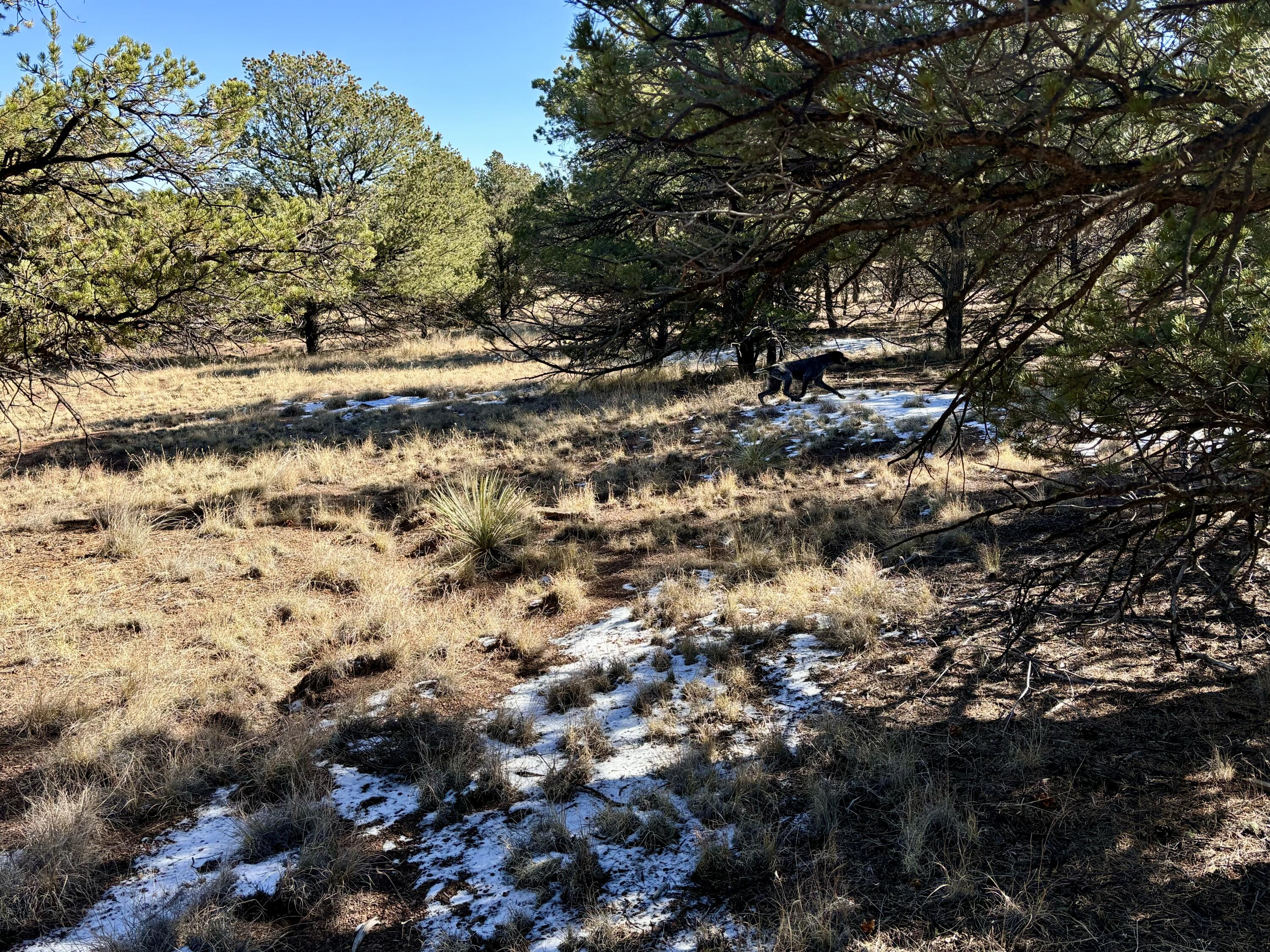 163 Windmill Drive, Datil, New Mexico image 4