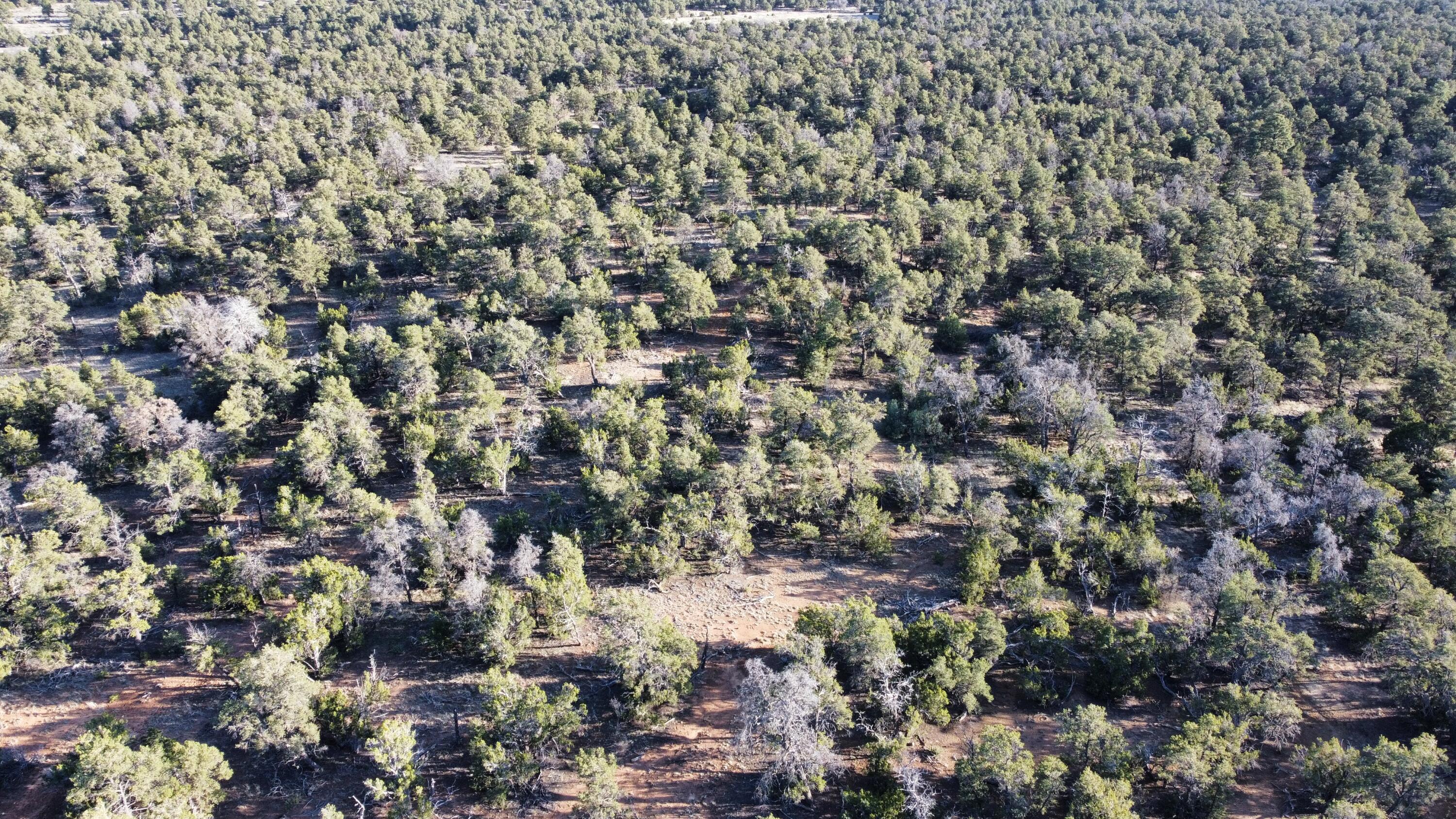 Lot 5 Misty Lane, Ramah, New Mexico image 6