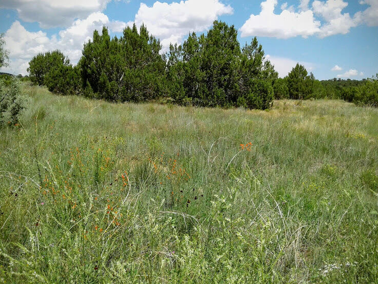 110 Jesse James Road, Edgewood, New Mexico image 4