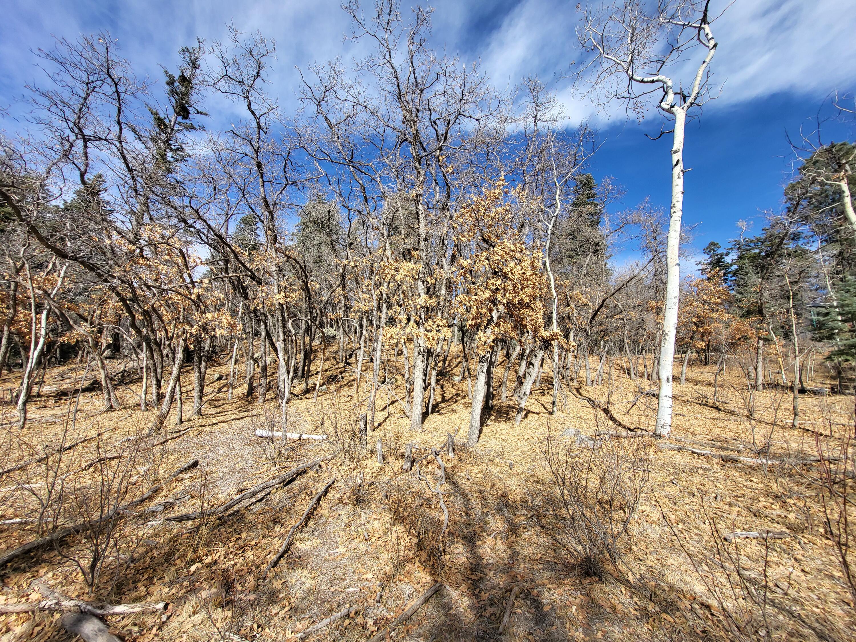 130 Aspen Road, Cuba, New Mexico image 28