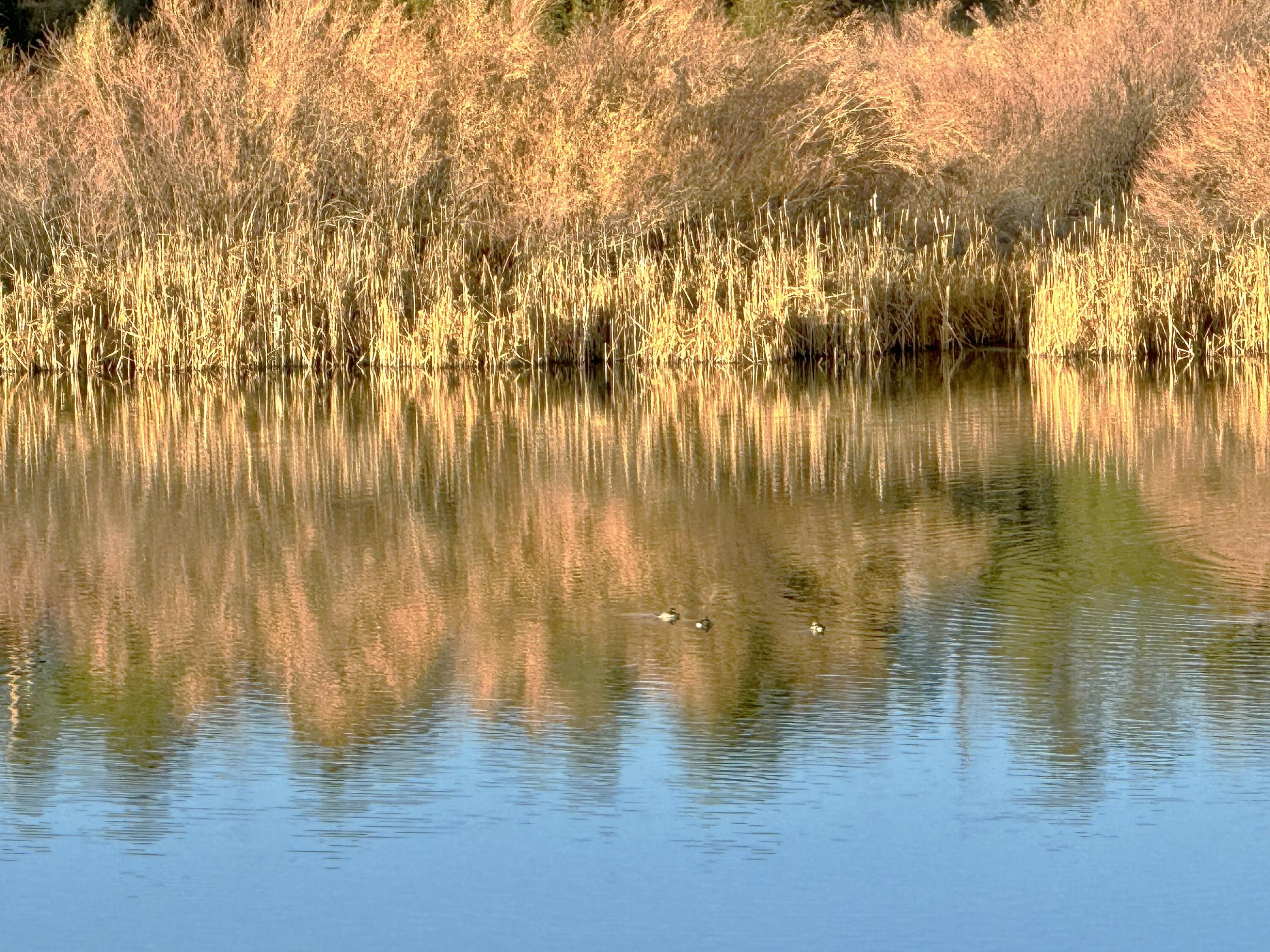 TBD S South Apache Loop, Regina, New Mexico image 13