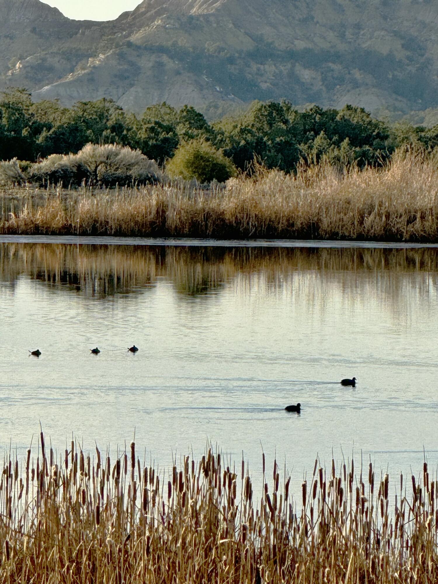 TBD S South Apache Loop, Regina, New Mexico image 12