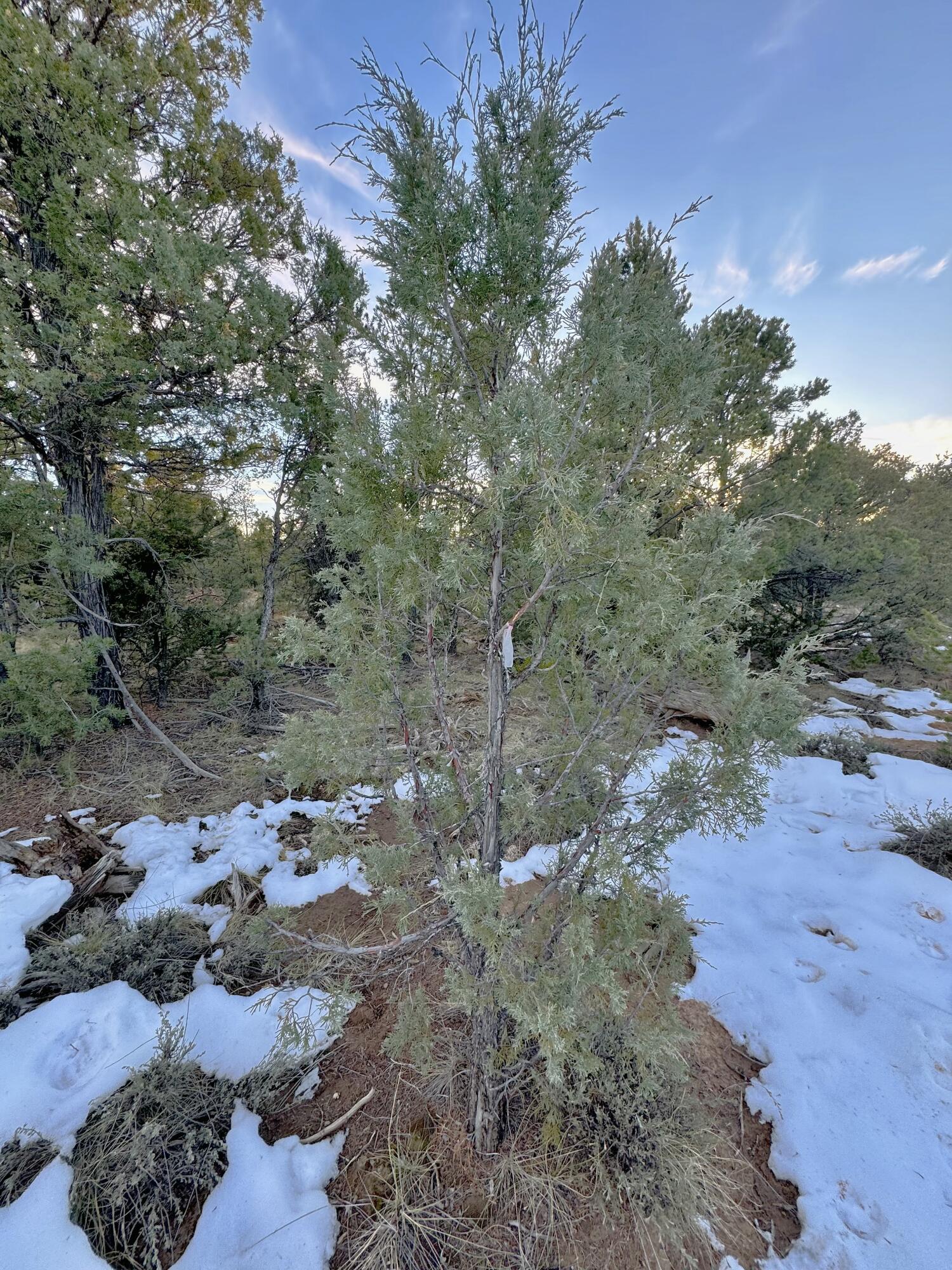 TBD S South Apache Loop, Regina, New Mexico image 15