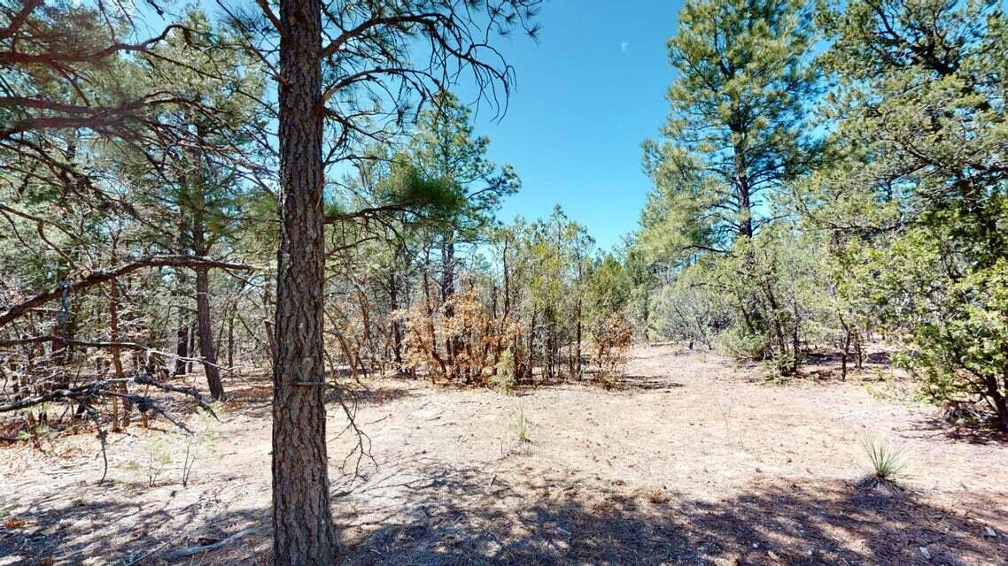 15 Secret Pines Court, Tijeras, New Mexico image 8