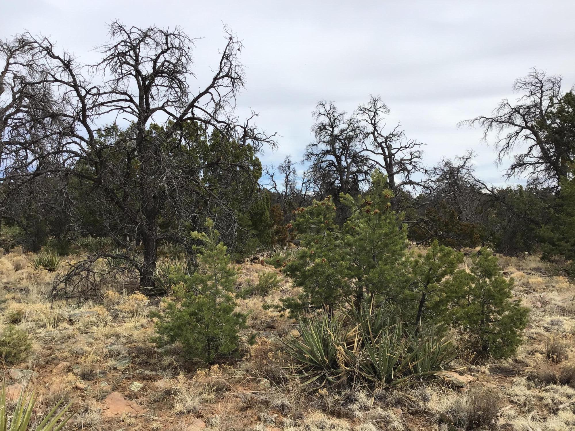 Lot 585 Betty Lane, Ramah, New Mexico image 3